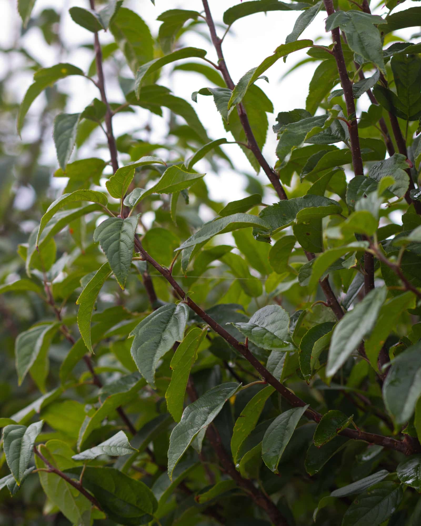 Lollipop Crabapple - Image 1