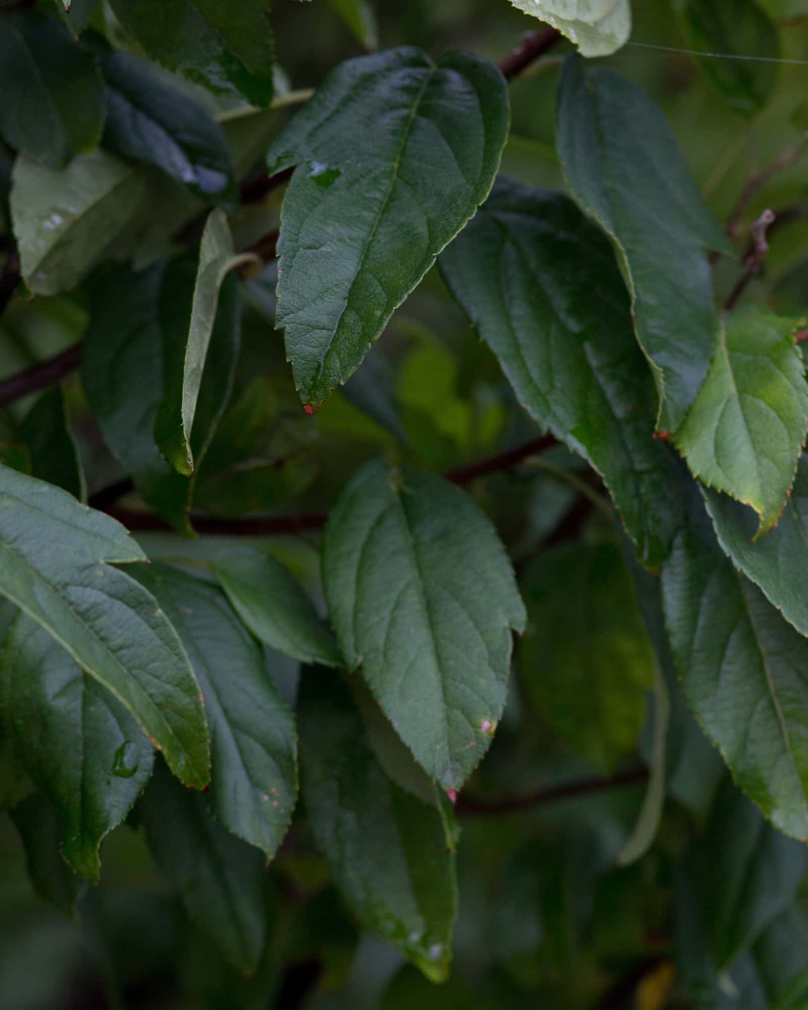 Lollipop Crabapple - Image 2