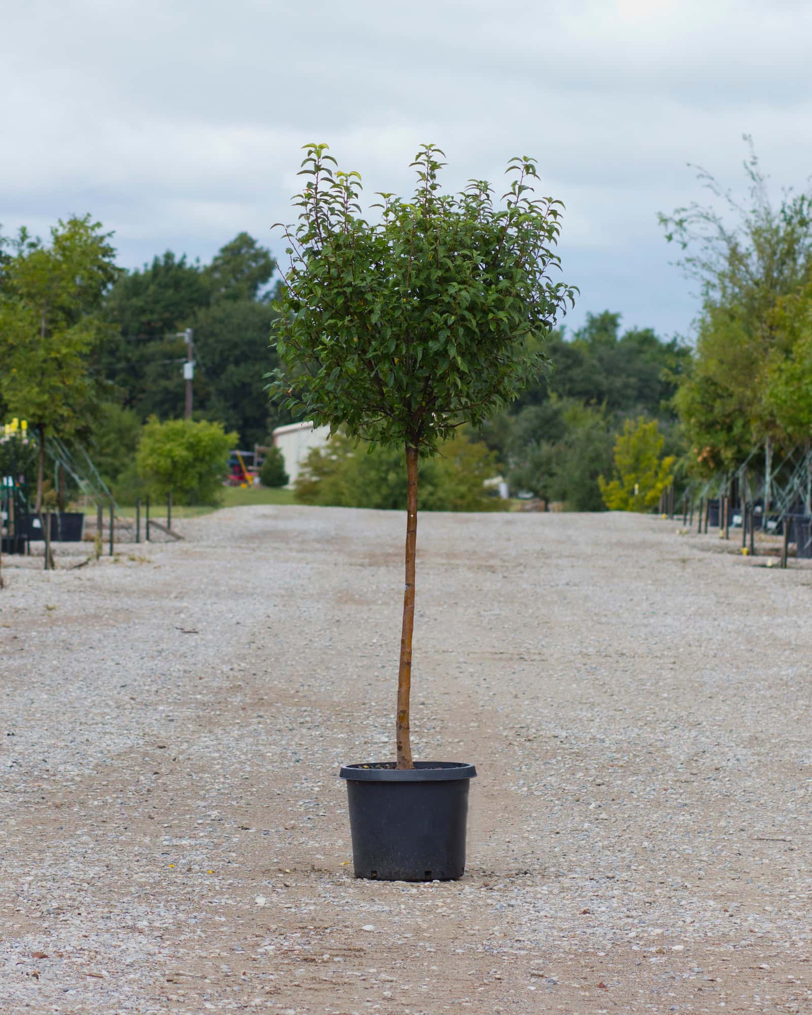 Lollipop Crabapple - Image 3