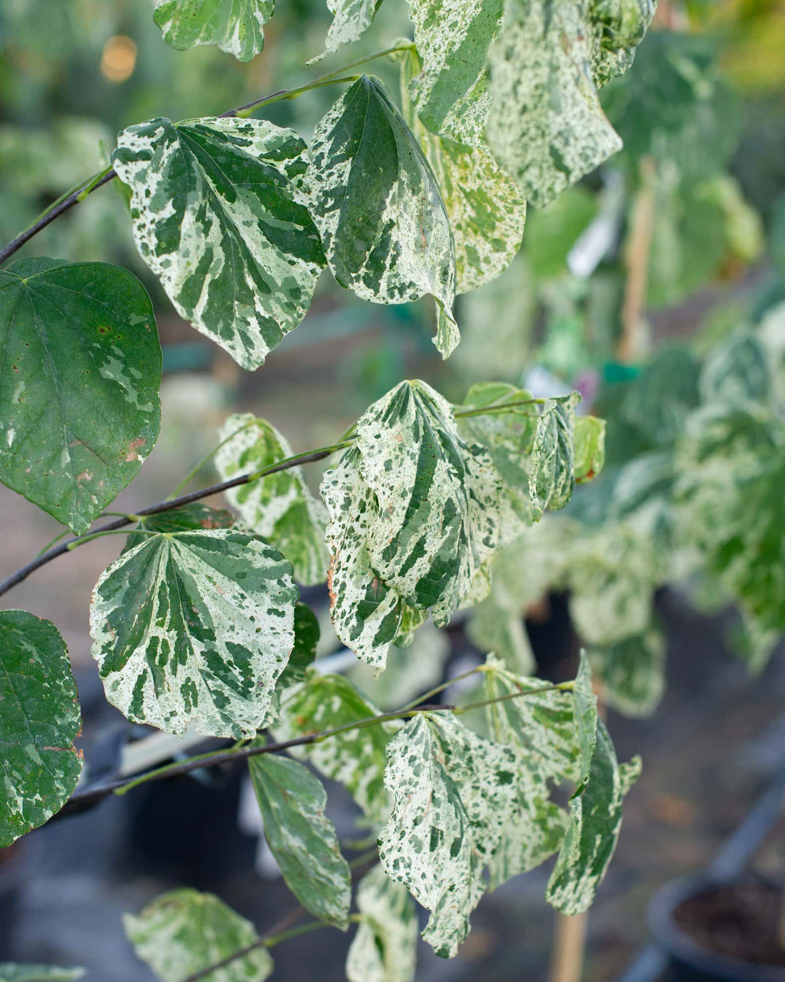 Alley Cat Redbud - Main Image