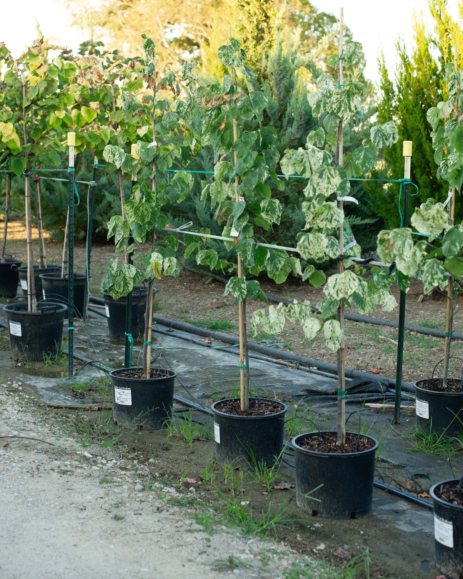 Alley Cat Redbud - Image 1