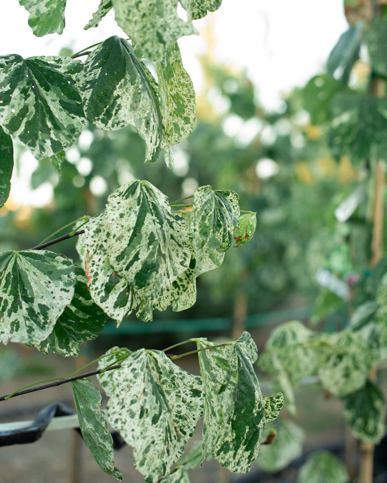 Alley Cat Redbud - Image 2