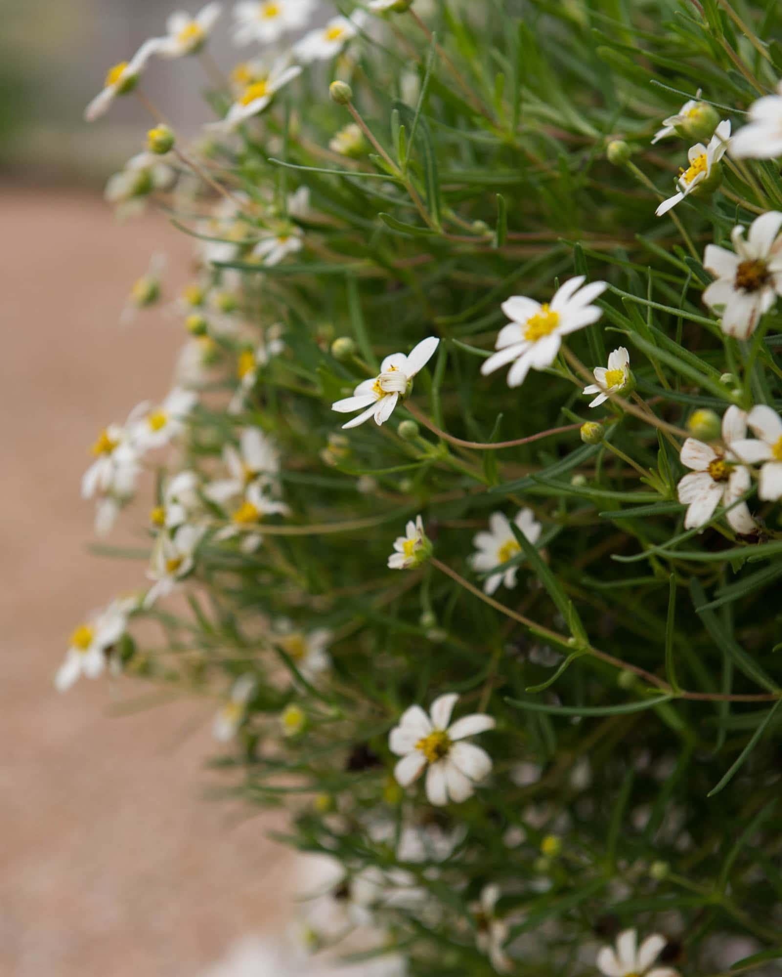 Blackfoot Daisy - Image 1