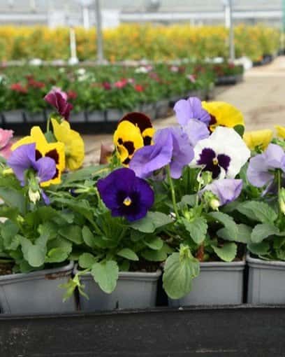 Matrix Blotch Mix Pansy - Main Image