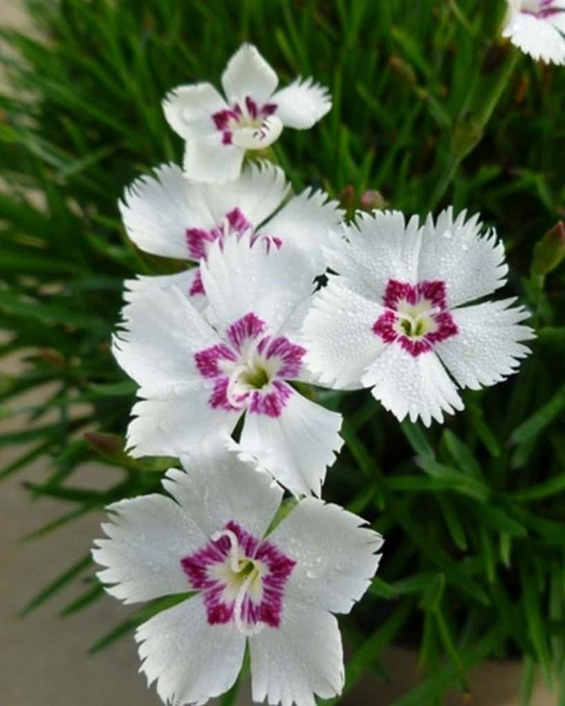 Mountain Frost White Twinkle Dianthus - Main Image