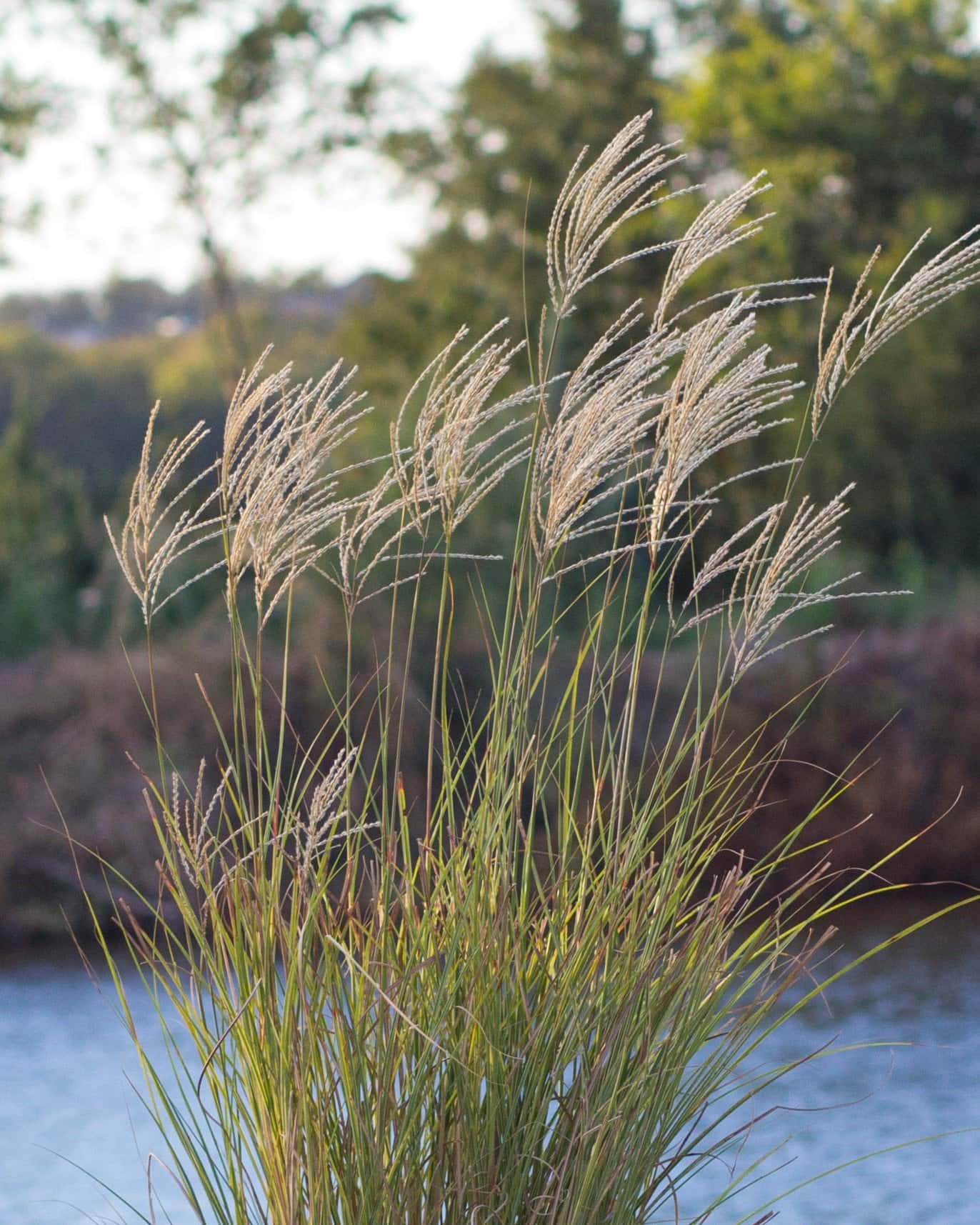 Morning Light Miscanthus Maiden Grass - Main Image