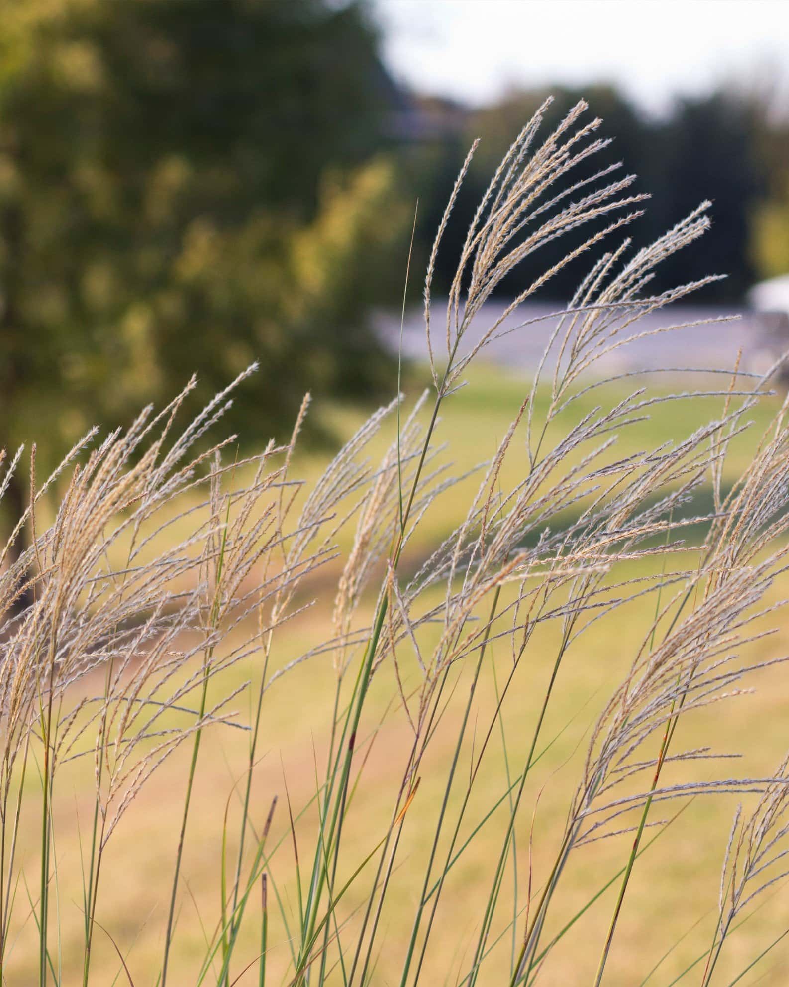 Morning Light Miscanthus Maiden Grass - Image 2