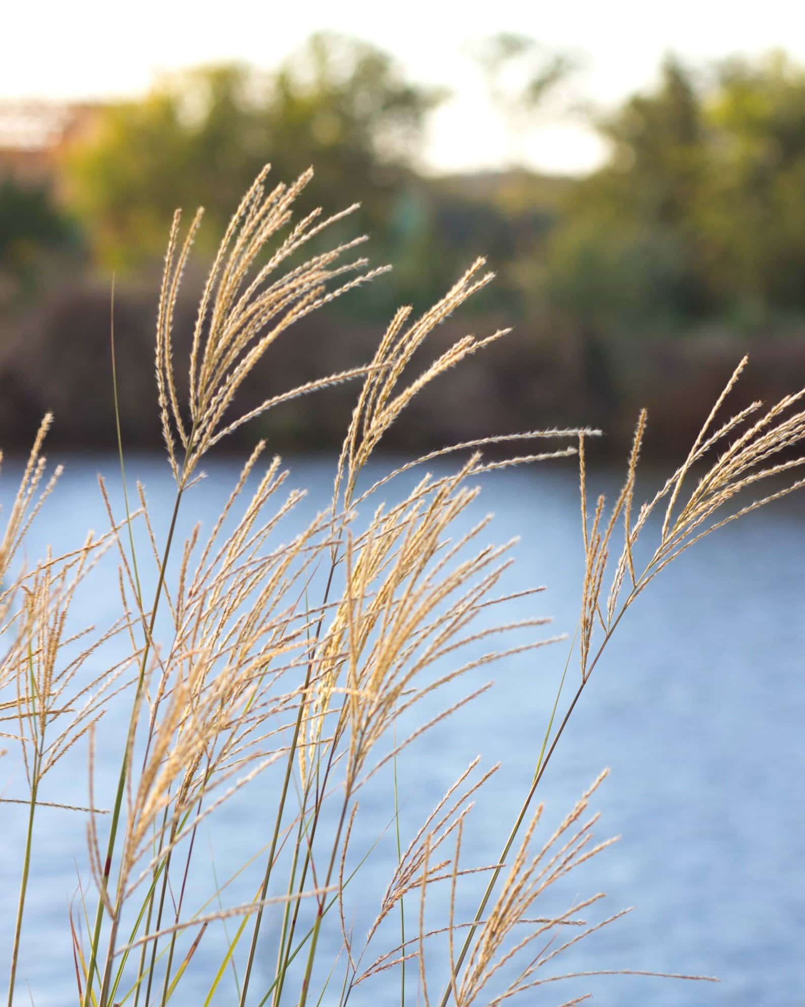 Morning Light Miscanthus Maiden Grass - Image 4