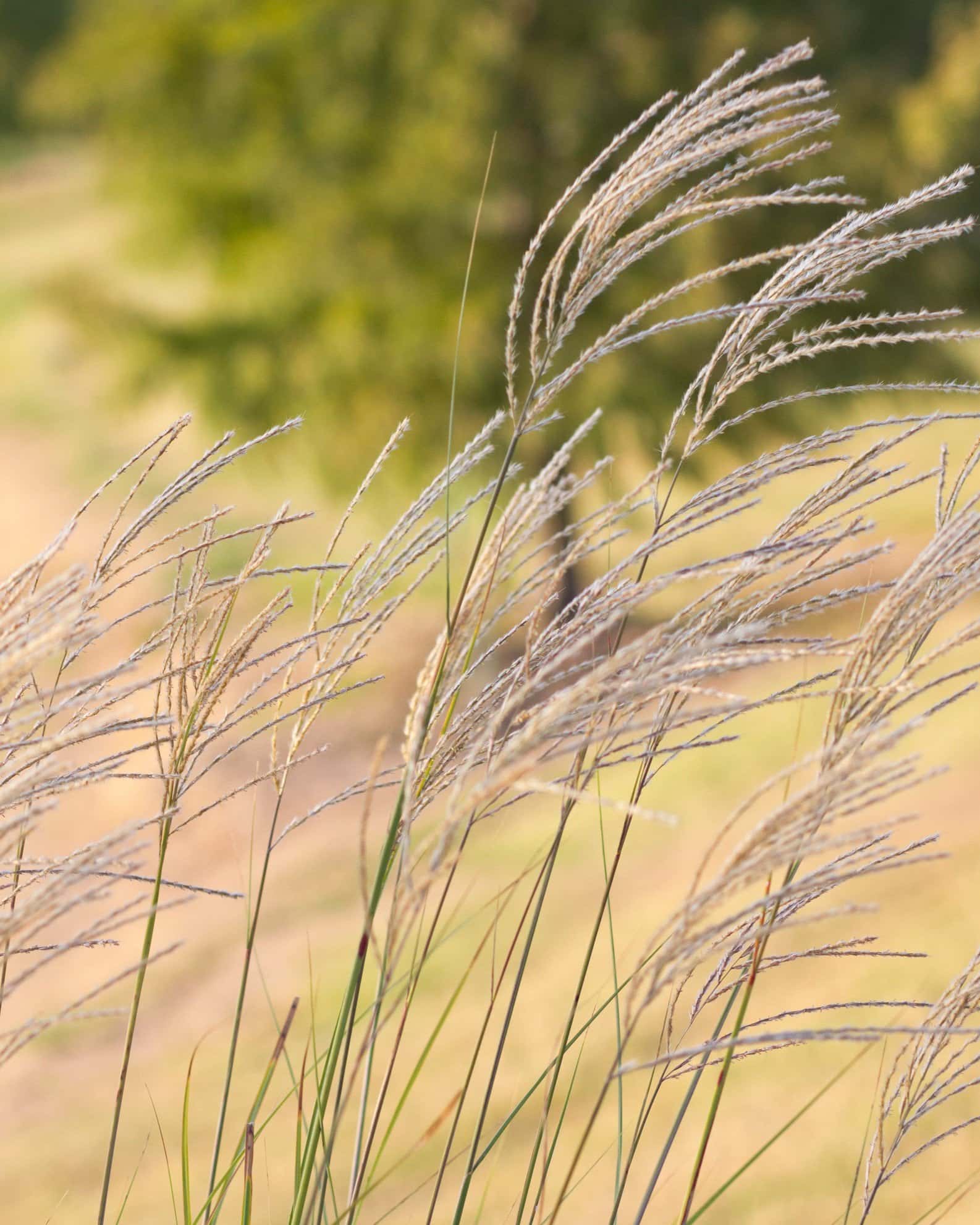 Morning Light Miscanthus Maiden Grass - Image 5