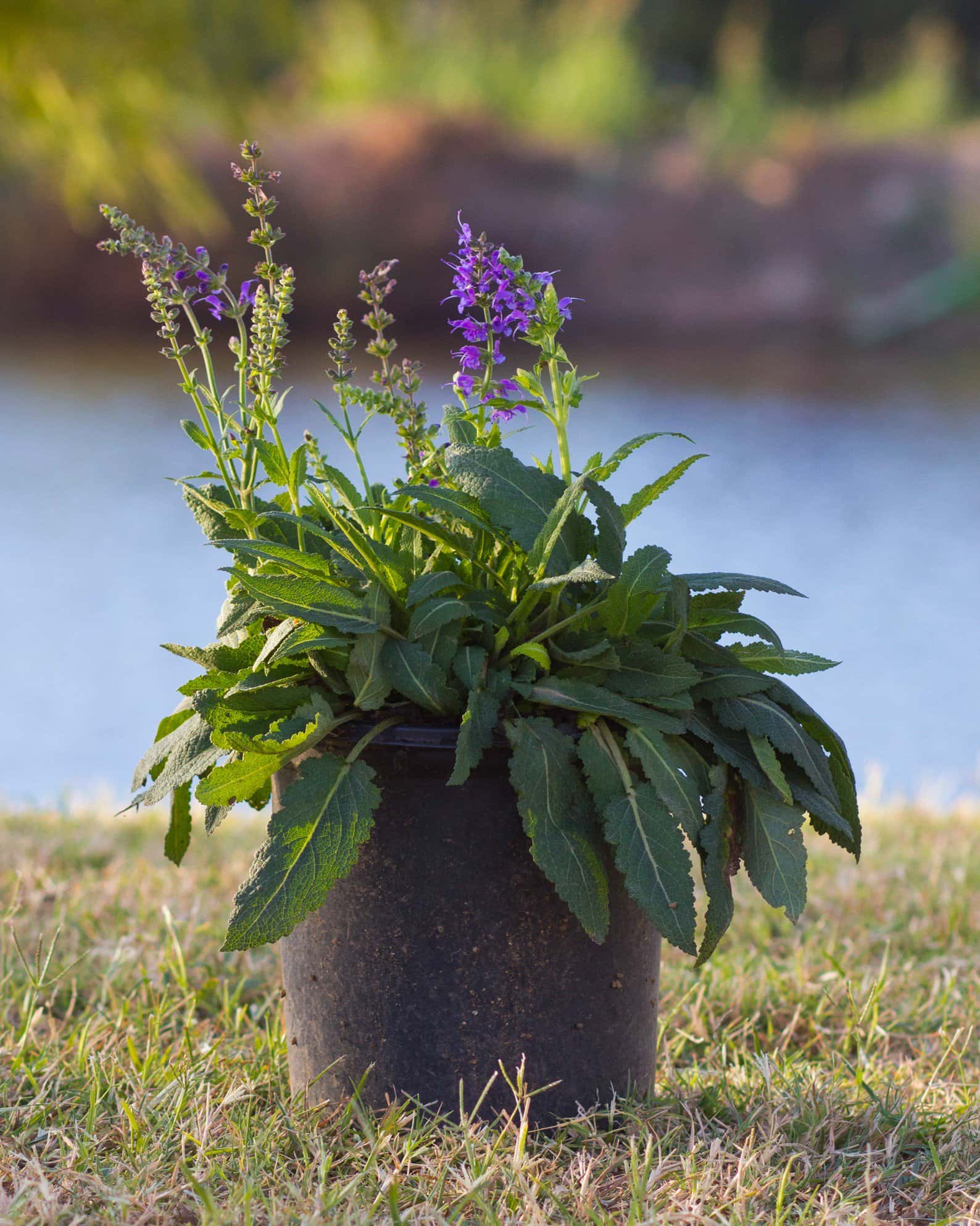 May Night Salvia - Image 1