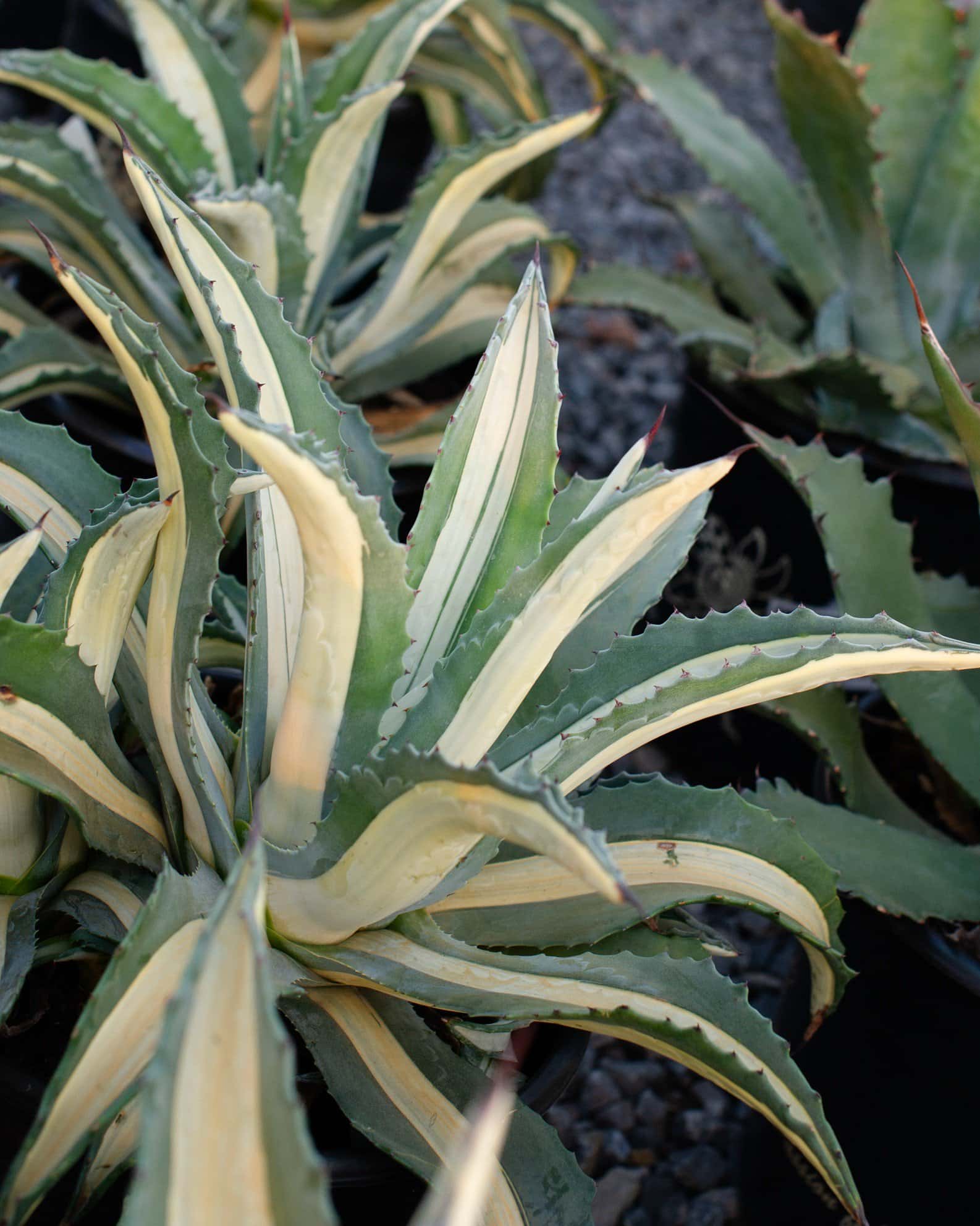 Americana Agave White Striped - Image 1