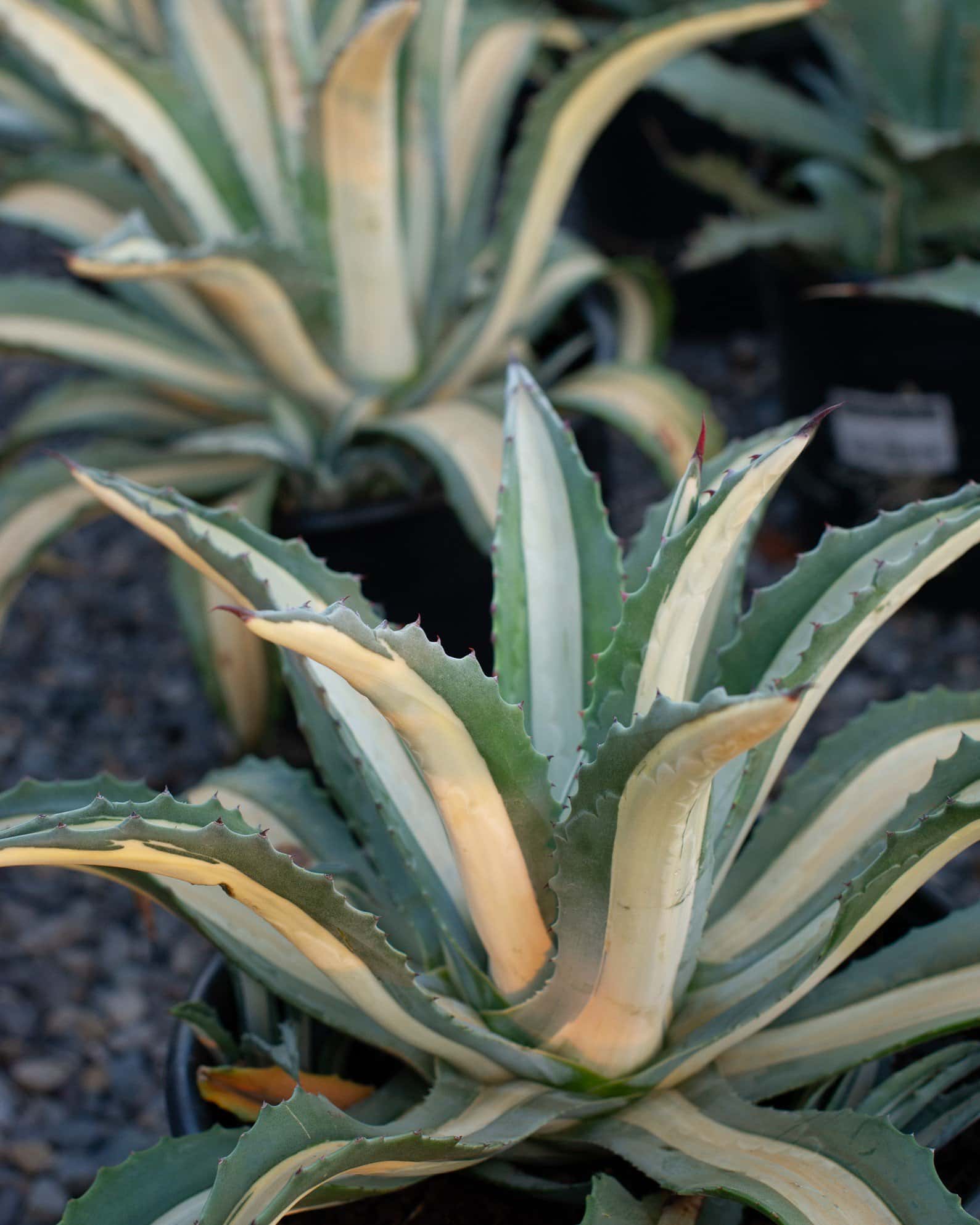 Americana Agave White Striped - Image 3