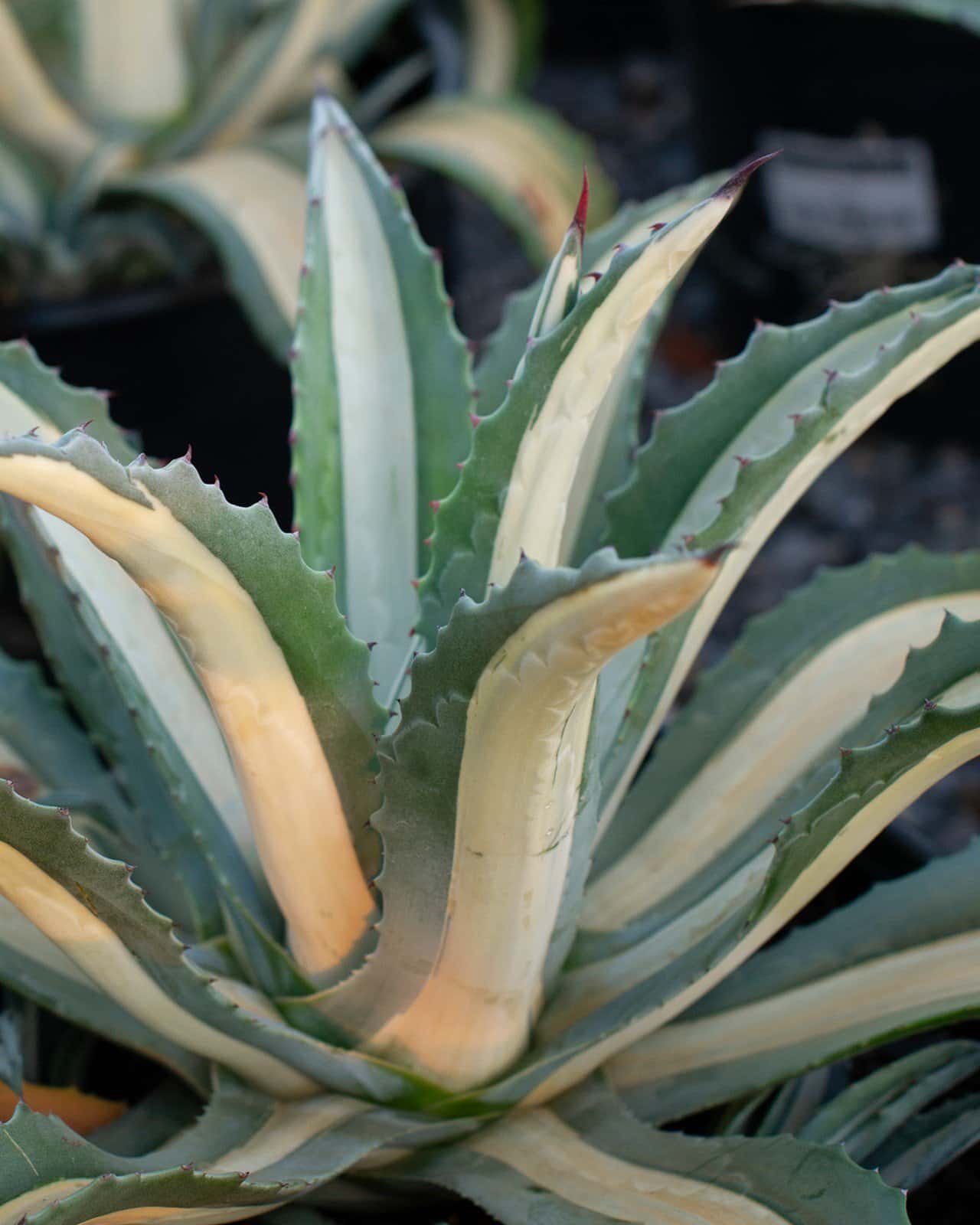 Americana Agave White Striped - Image 4