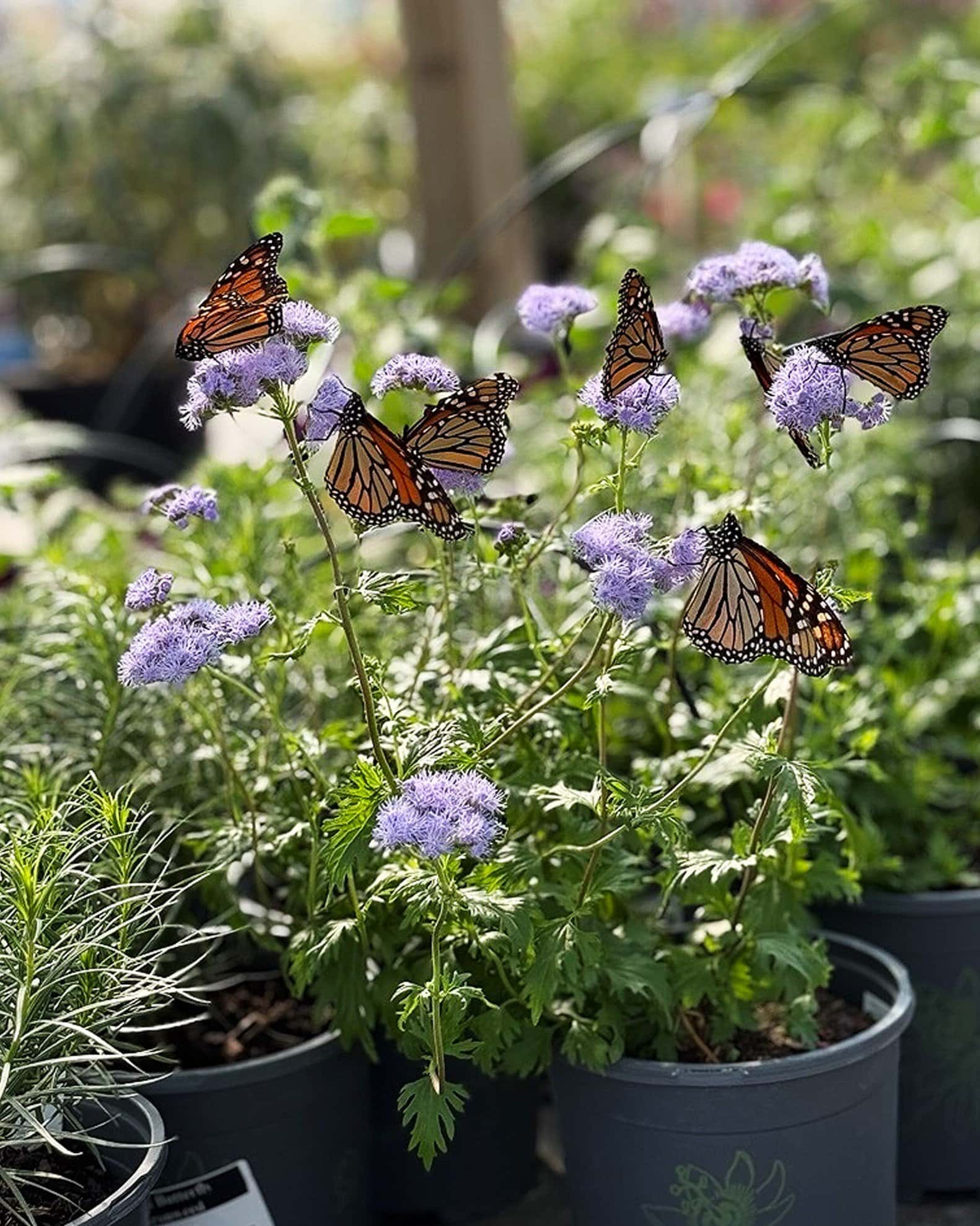 Gregg's Mistflower - Main Image