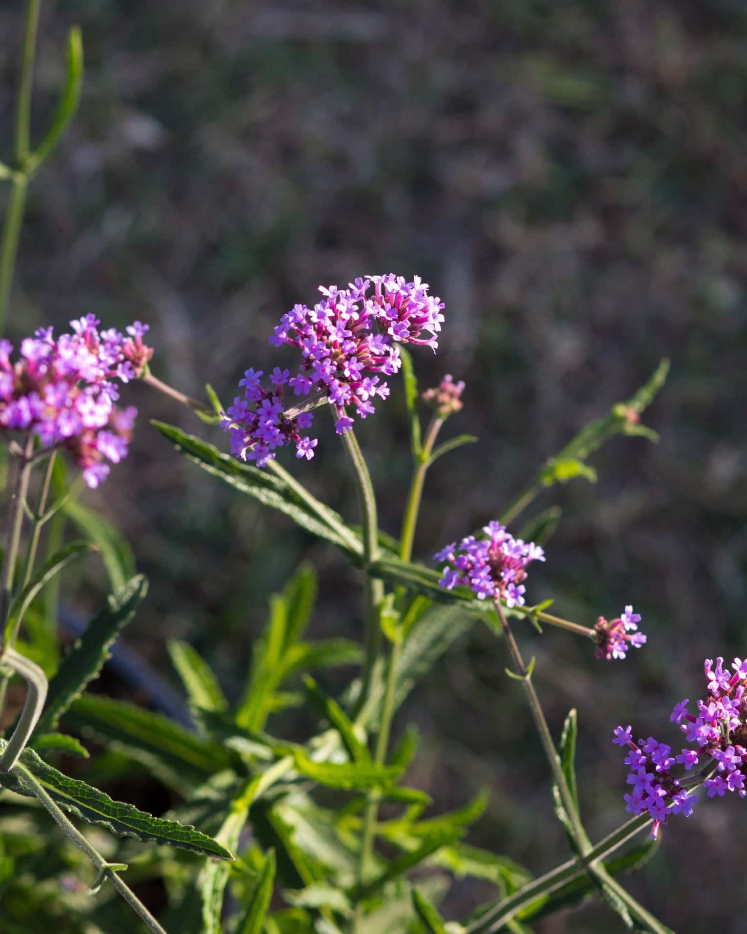 Lollipop Verbena - Image 3