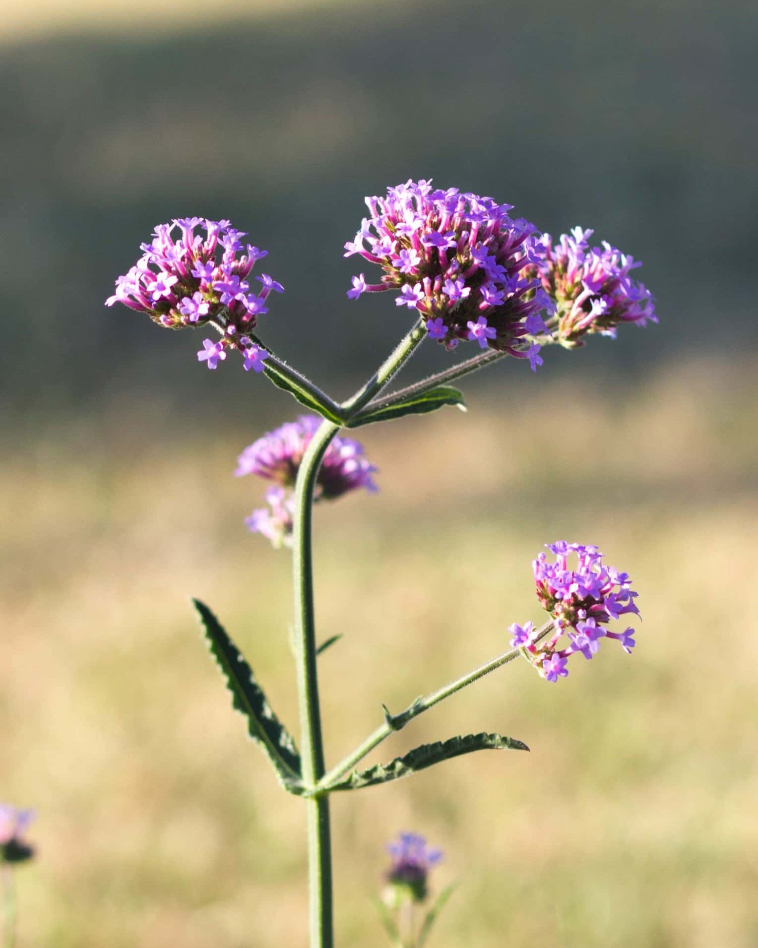 Lollipop Verbena - Image 5