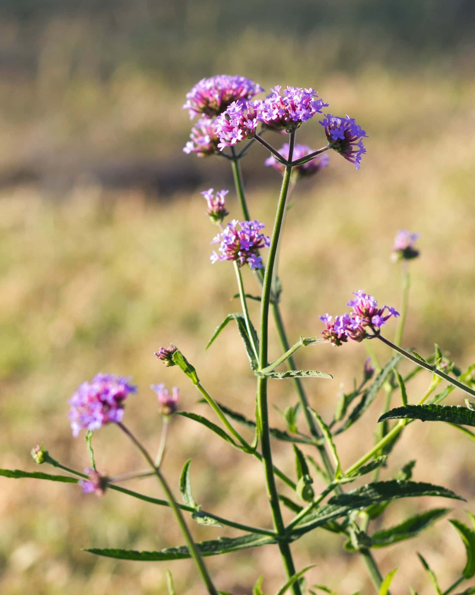 Lollipop Verbena - Image 6