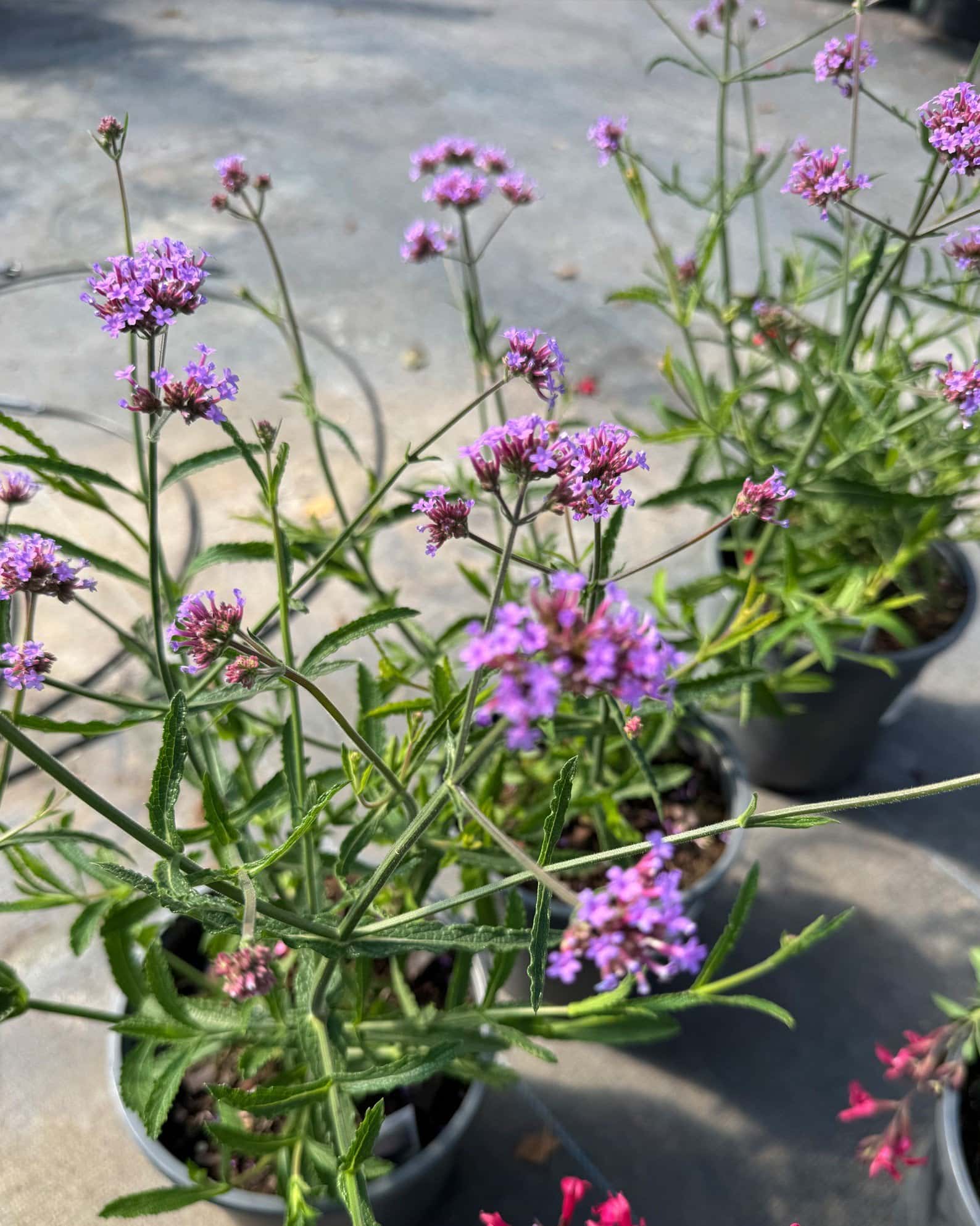 Lollipop Verbena - Image 7