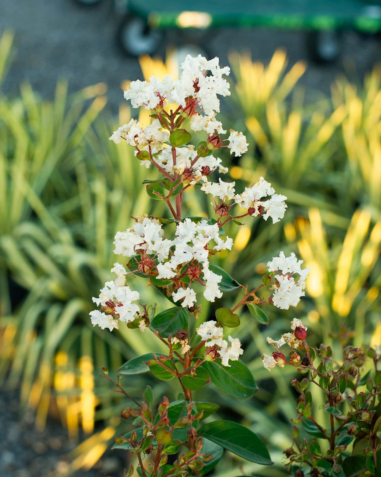 French Vanilla Crape Myrtle - Image 1