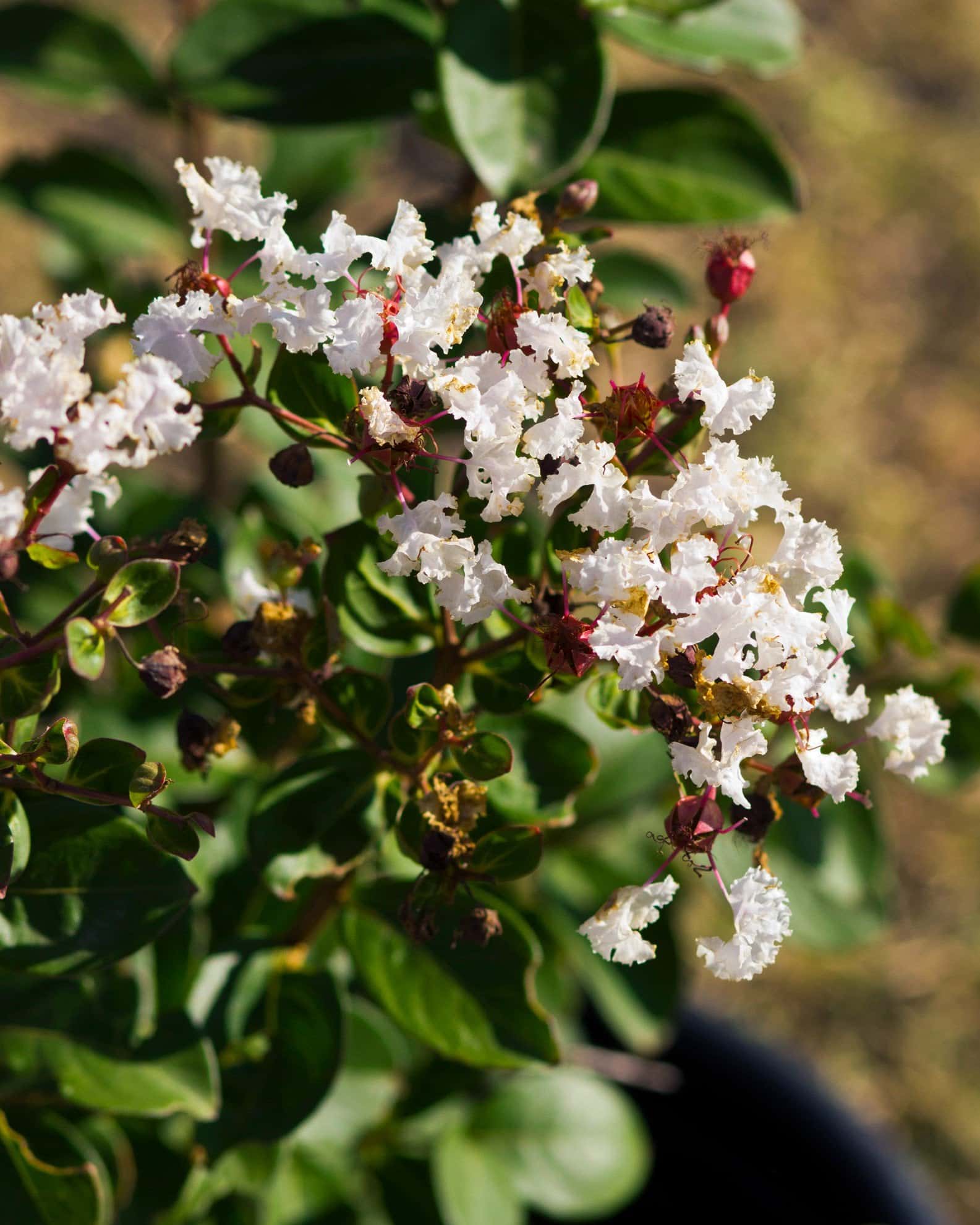 French Vanilla Crape Myrtle - Image 2