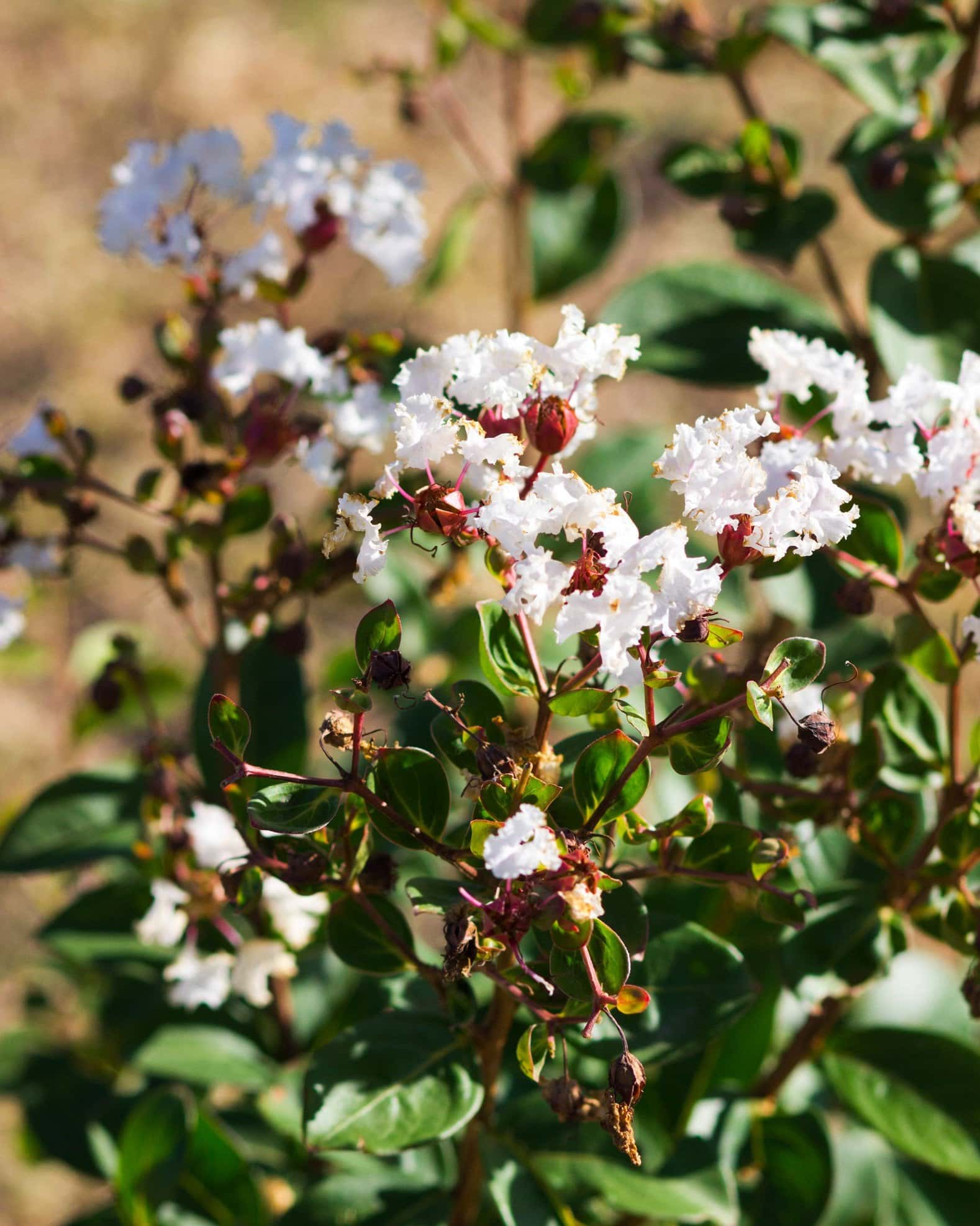 French Vanilla Crape Myrtle - Image 3