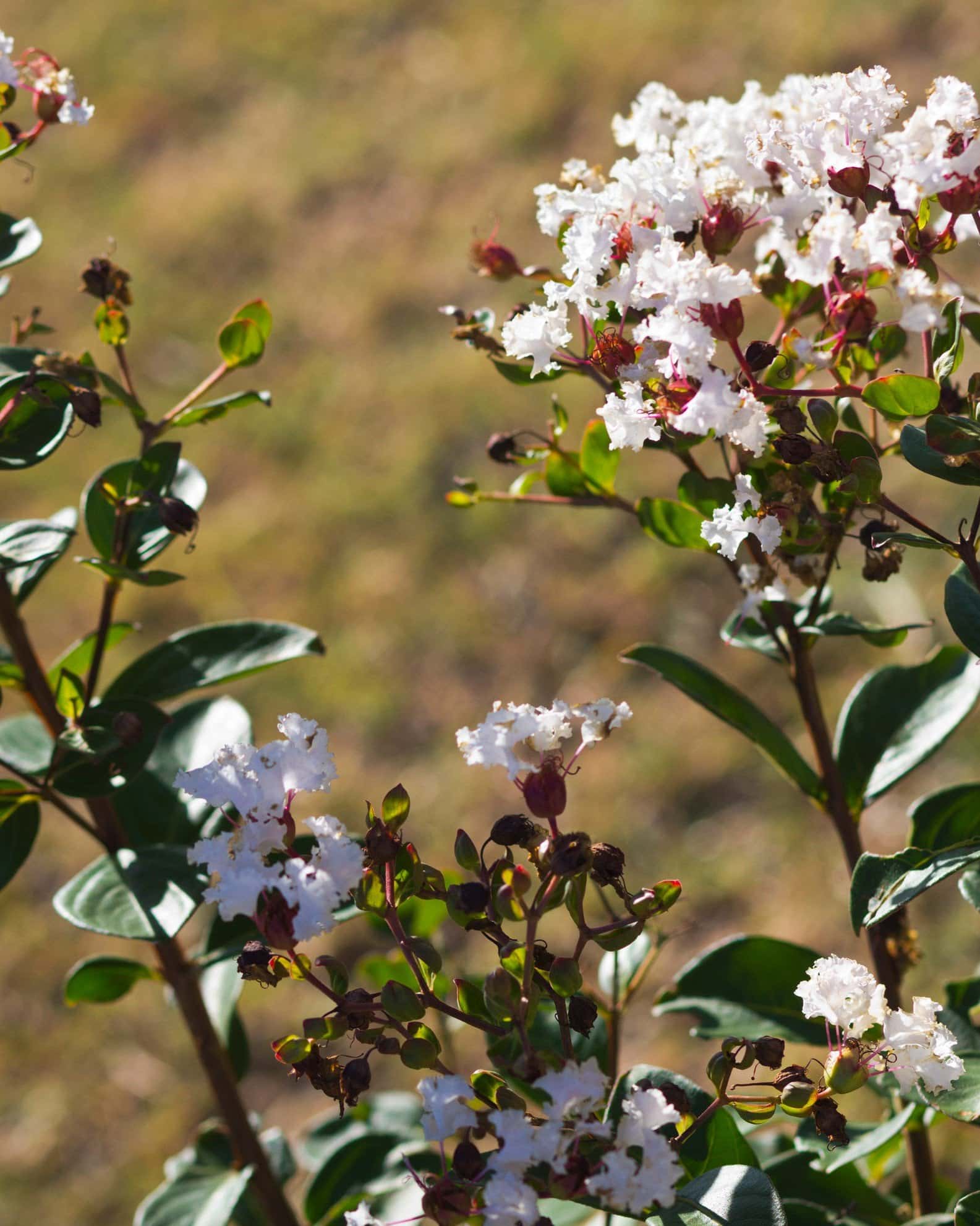 French Vanilla Crape Myrtle - Image 4