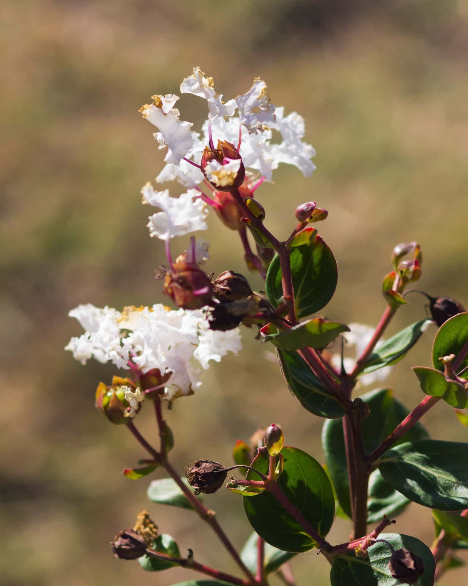 French Vanilla Crape Myrtle - Image 6