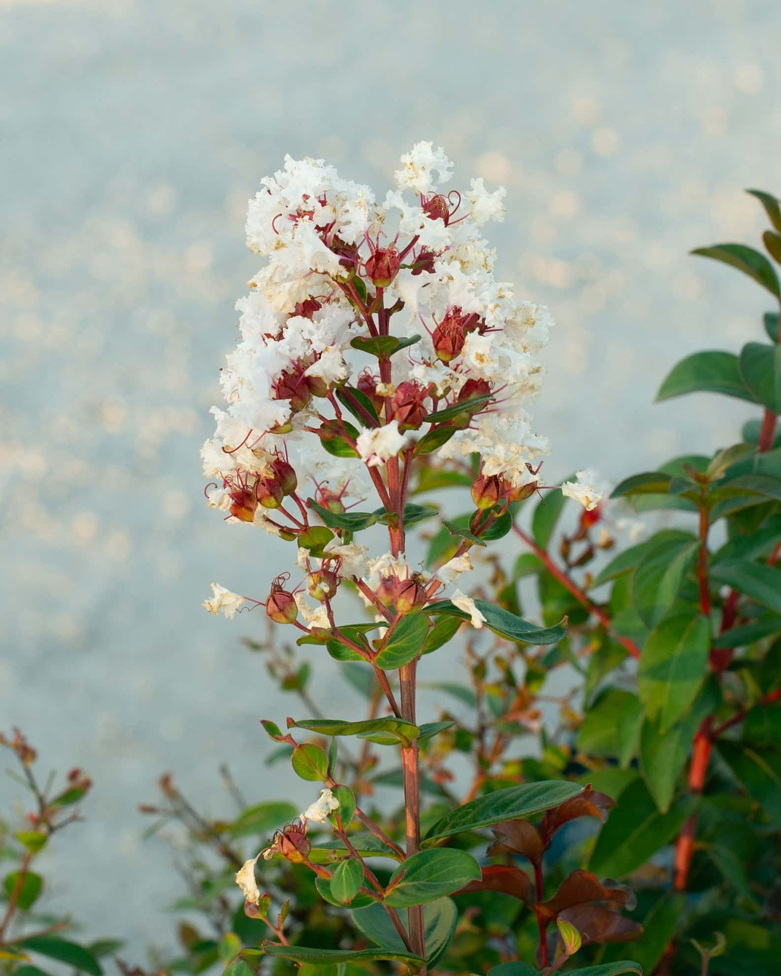 French Vanilla Crape Myrtle - Image 7