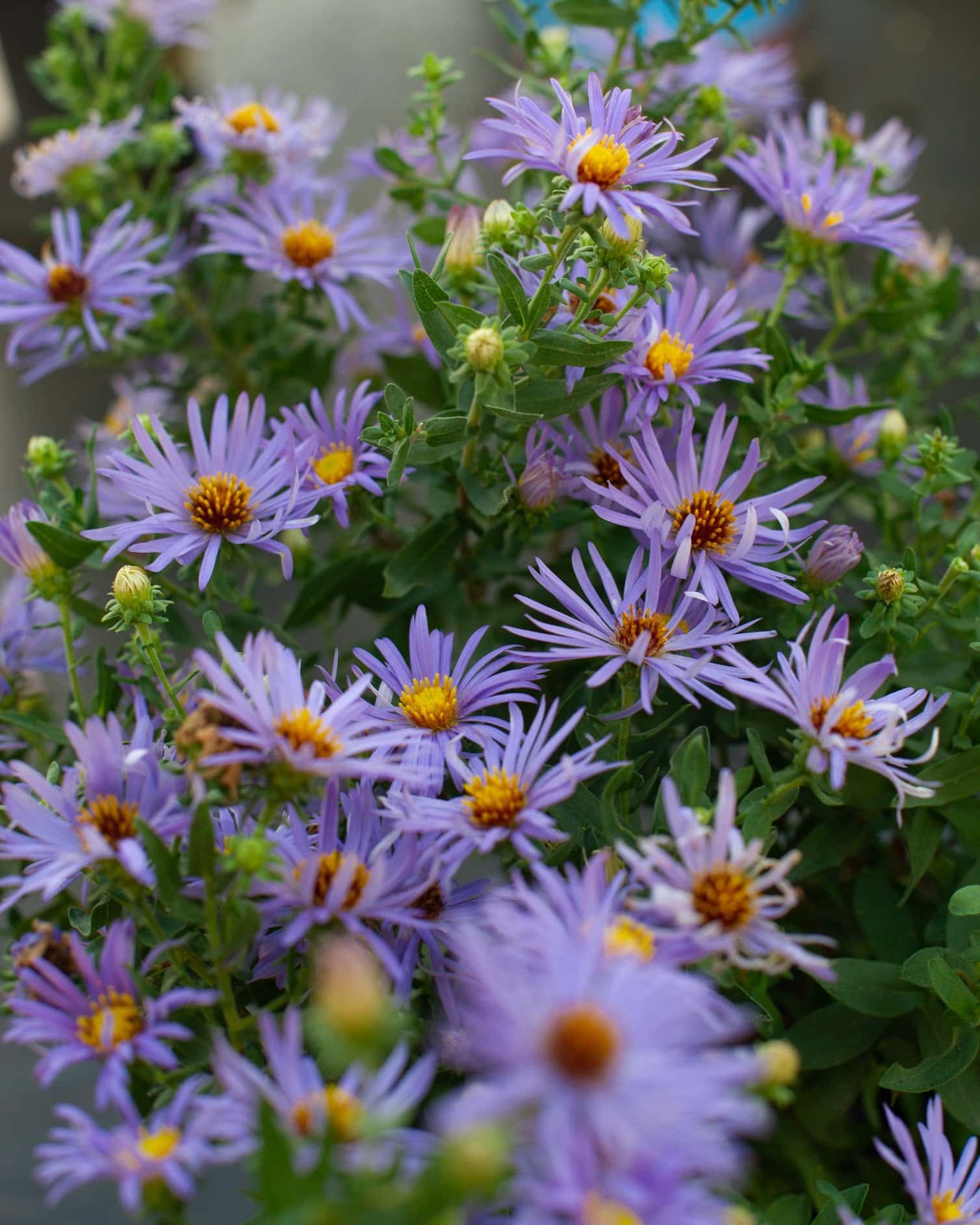 Aromatic Aster - Main Image