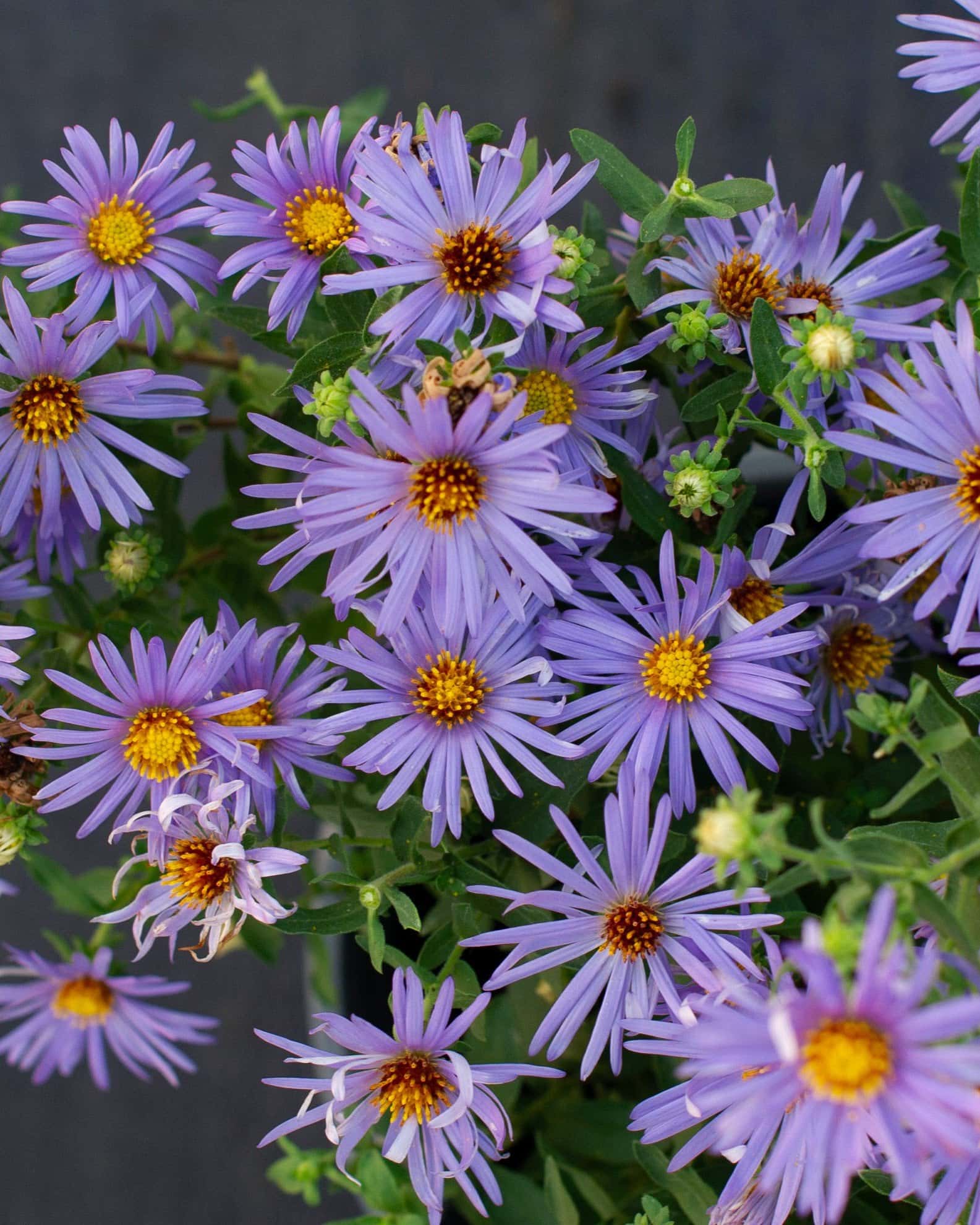 Aromatic Aster - Image 6