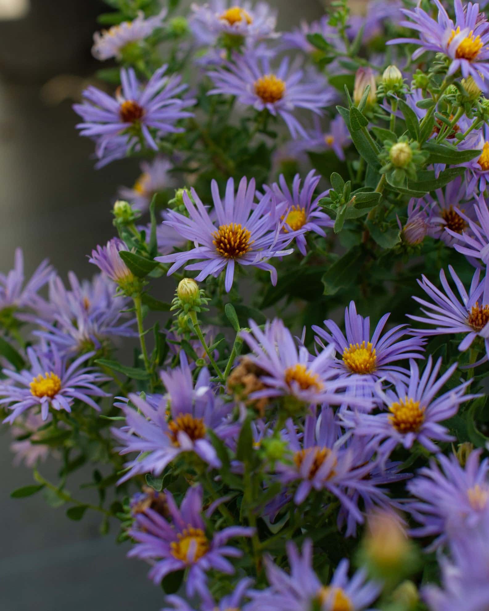Aromatic Aster - Image 7