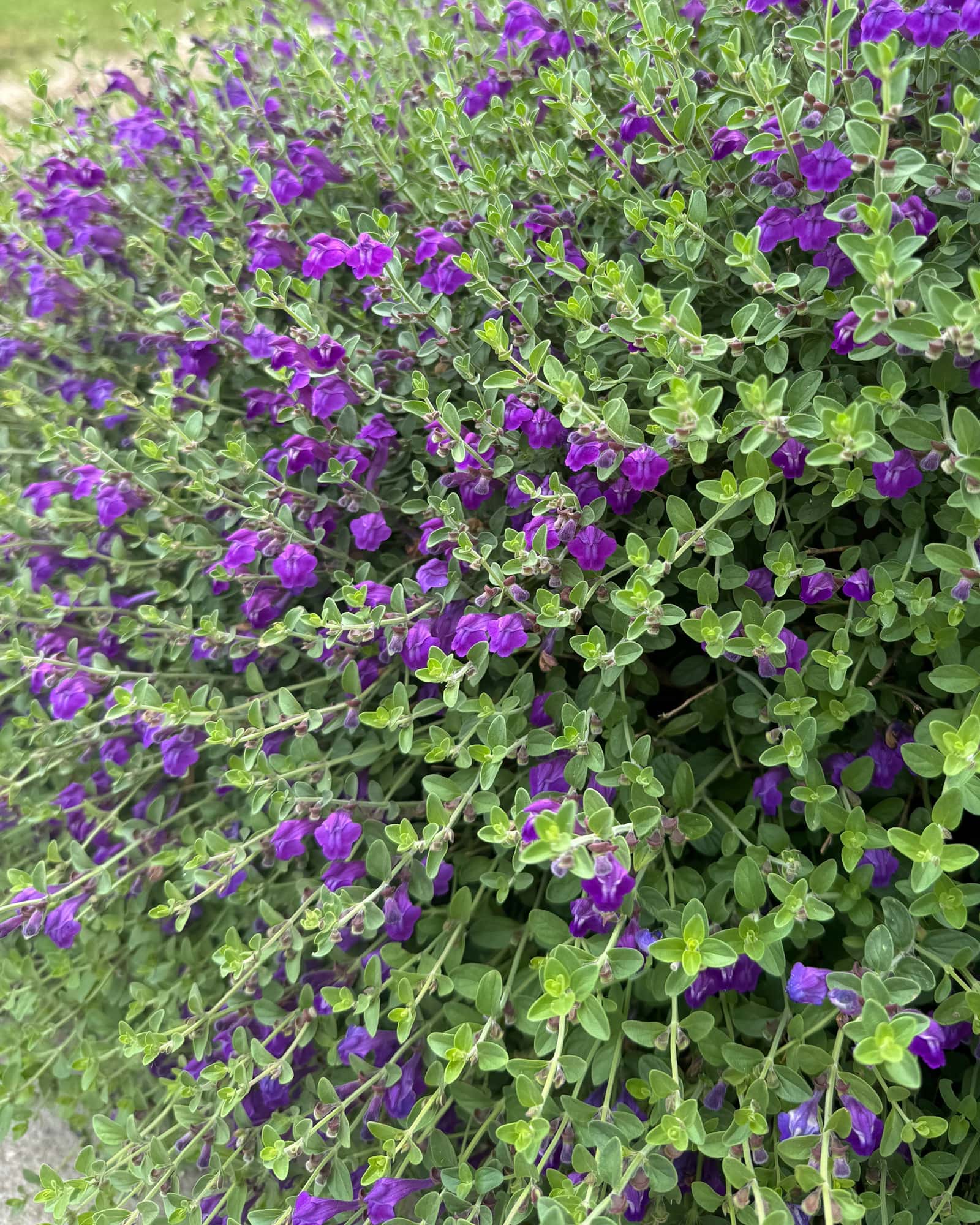 Dark Violet Skullcap - Main Image