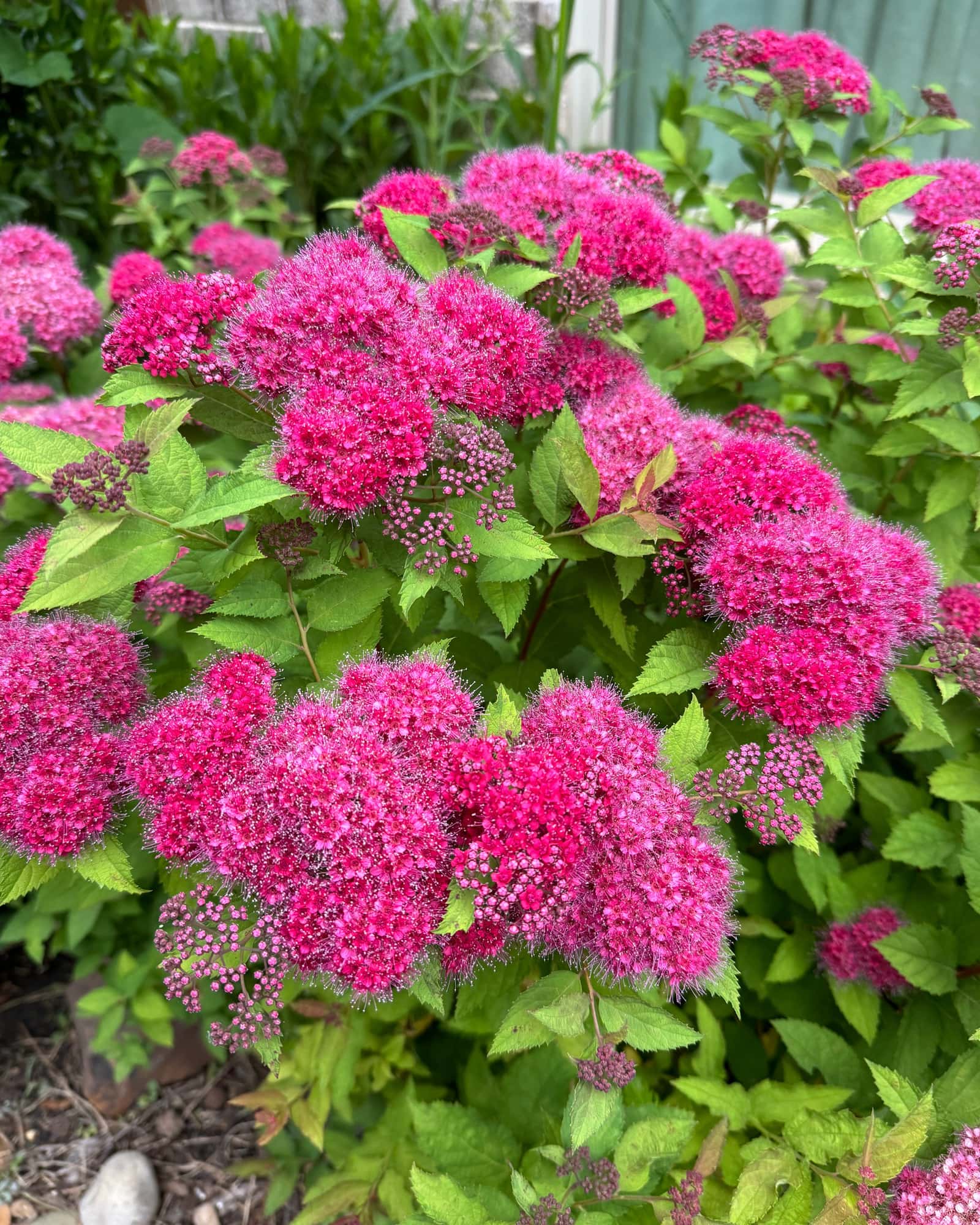 Double Play Doozie Spirea - Main Image