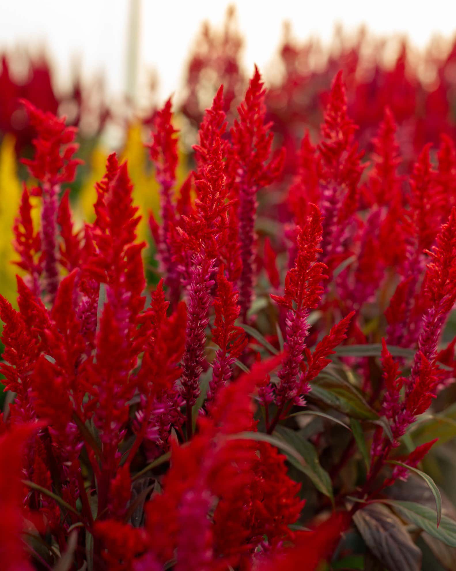 Dragon's Breath Celosia - Image 1