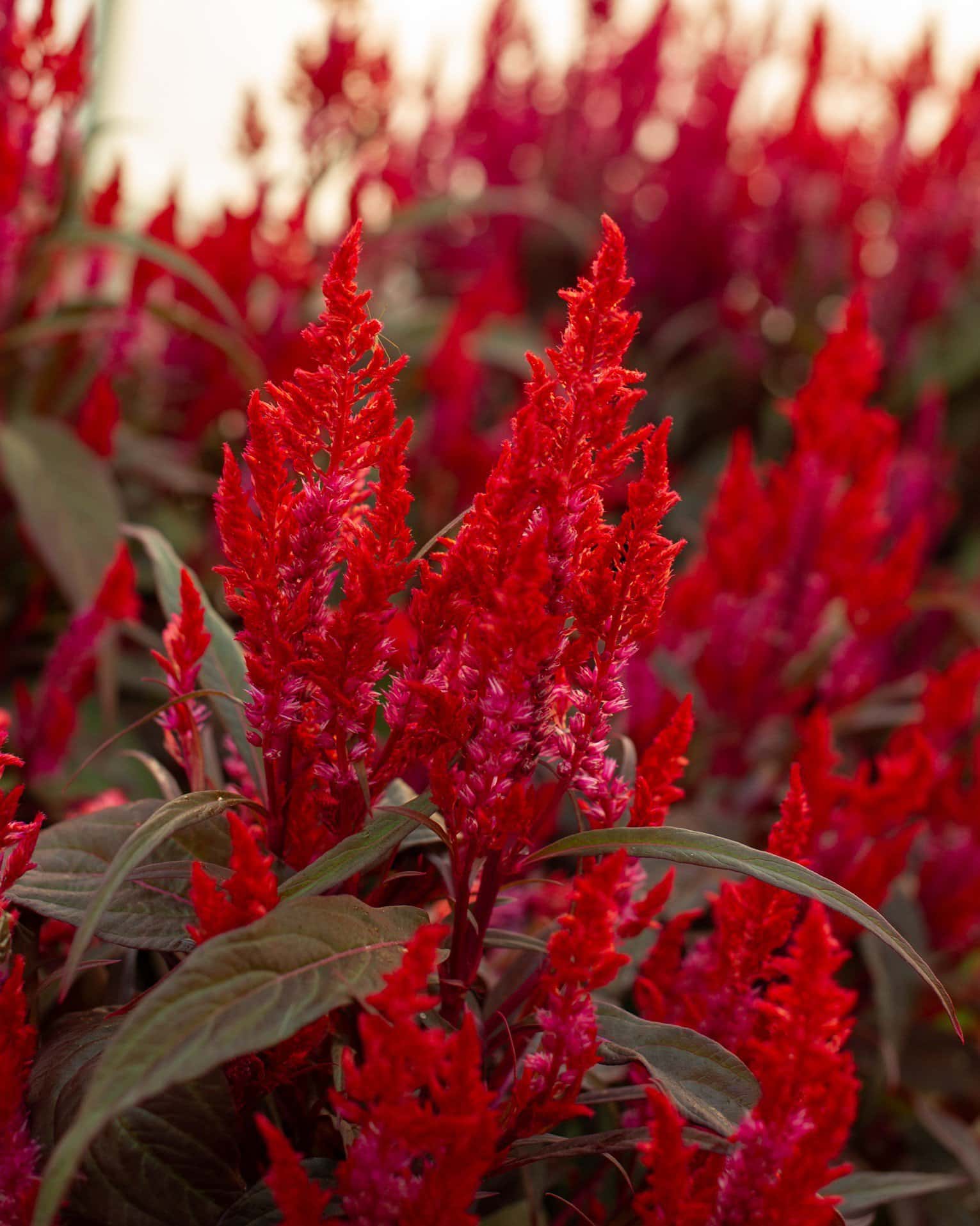 Dragon's Breath Celosia - Image 2