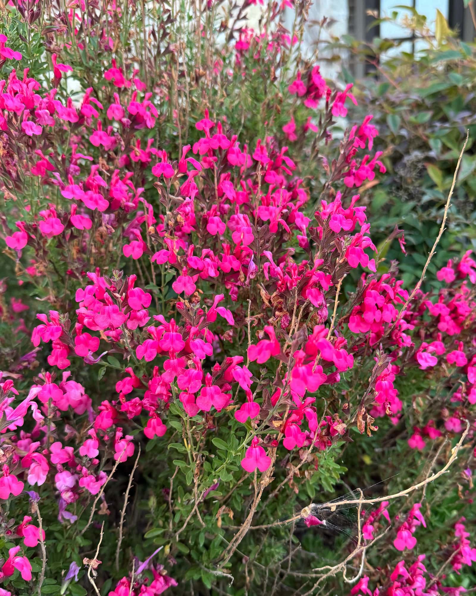 Mirage Hot Pink Salvia Greggii - Main Image