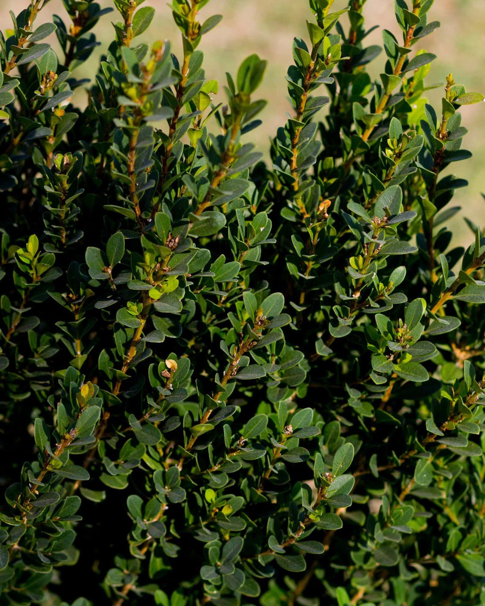 Baby Gem Boxwood - Image 2