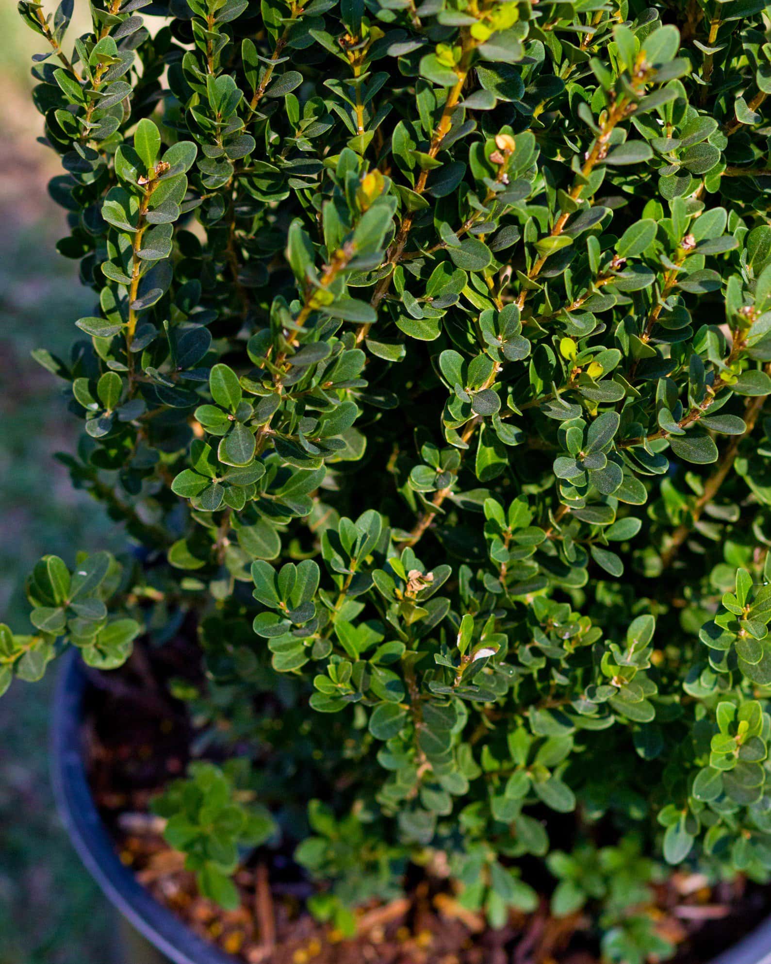Baby Gem Boxwood - Image 3