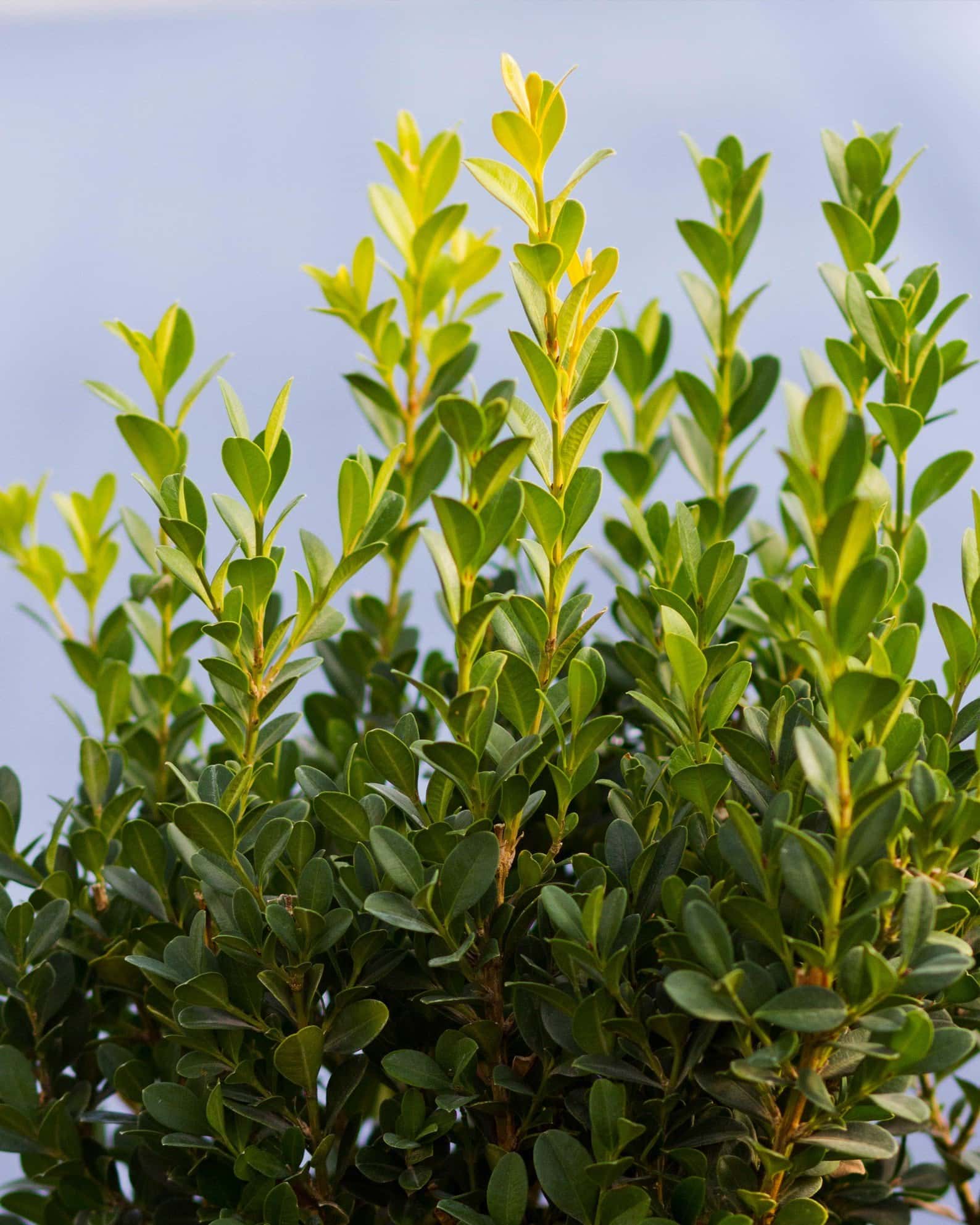 Baby Gem Boxwood - Image 5