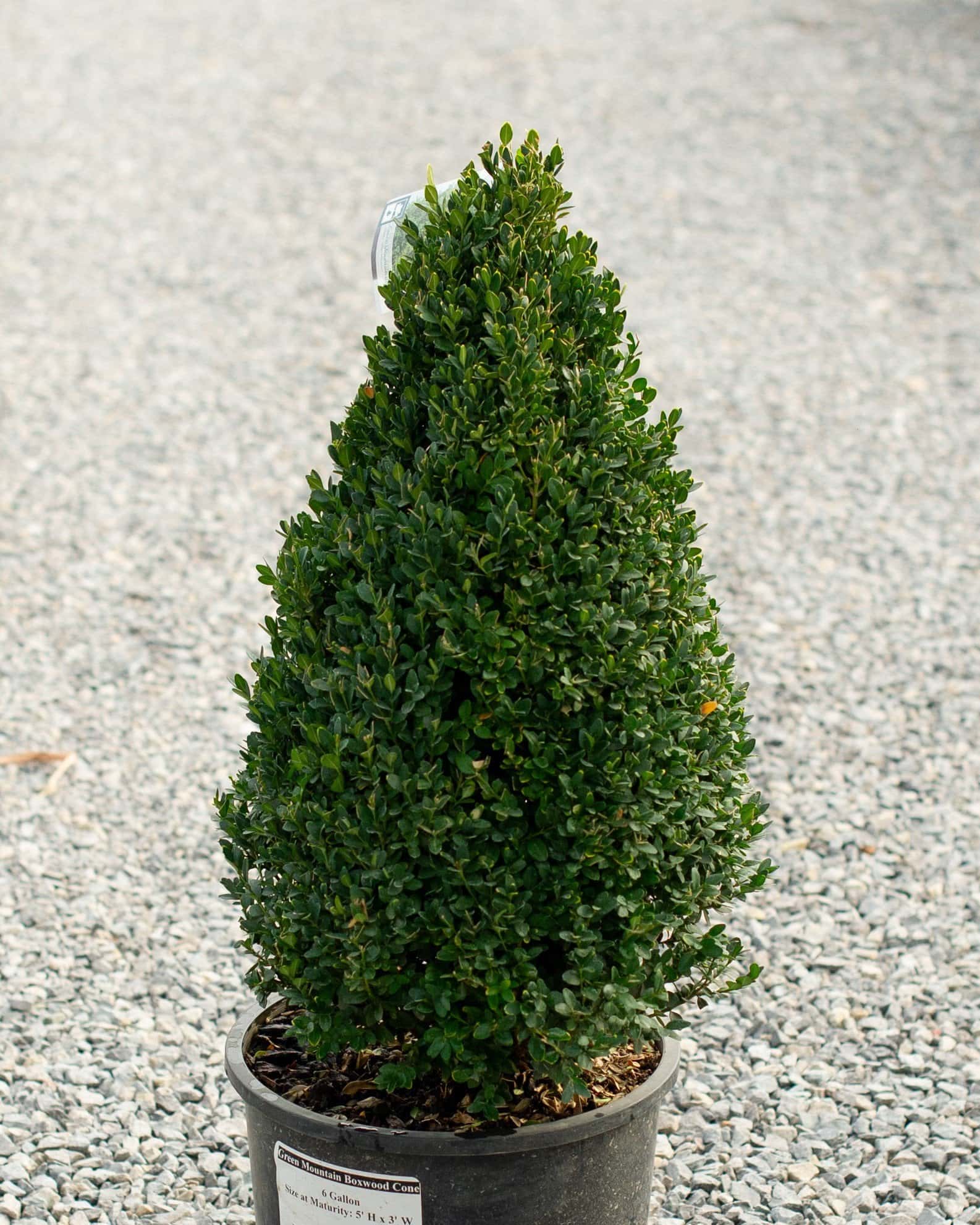 Green Mountain Boxwood Cone - Image 1