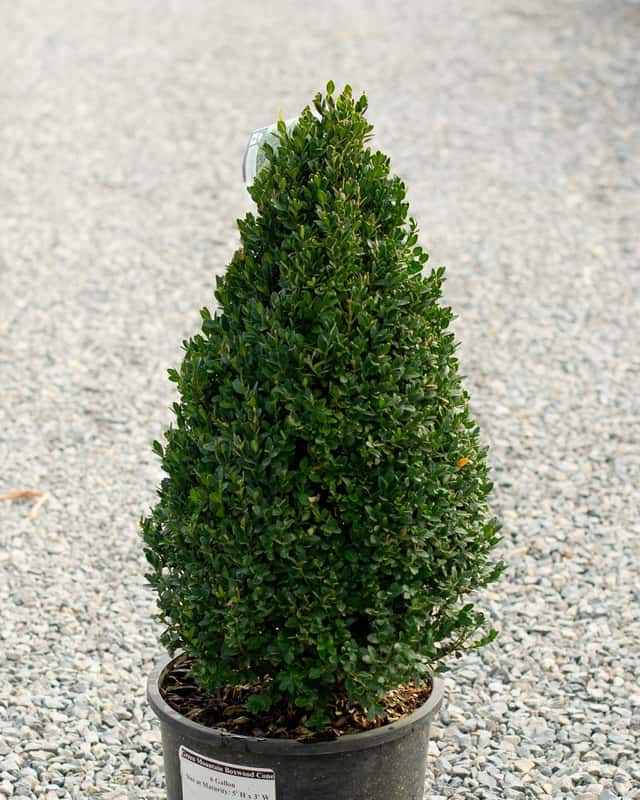 Green Mountain Boxwood Cone | Order Online | Treeland Nursery