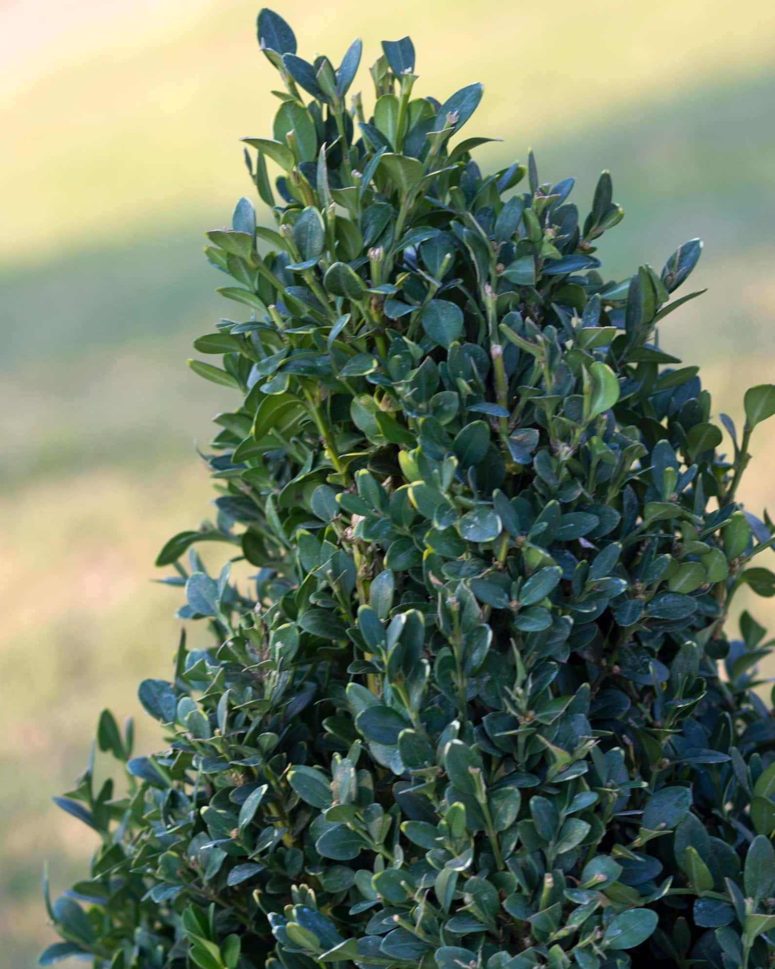 Green Mountain Boxwood Cone - Image 6