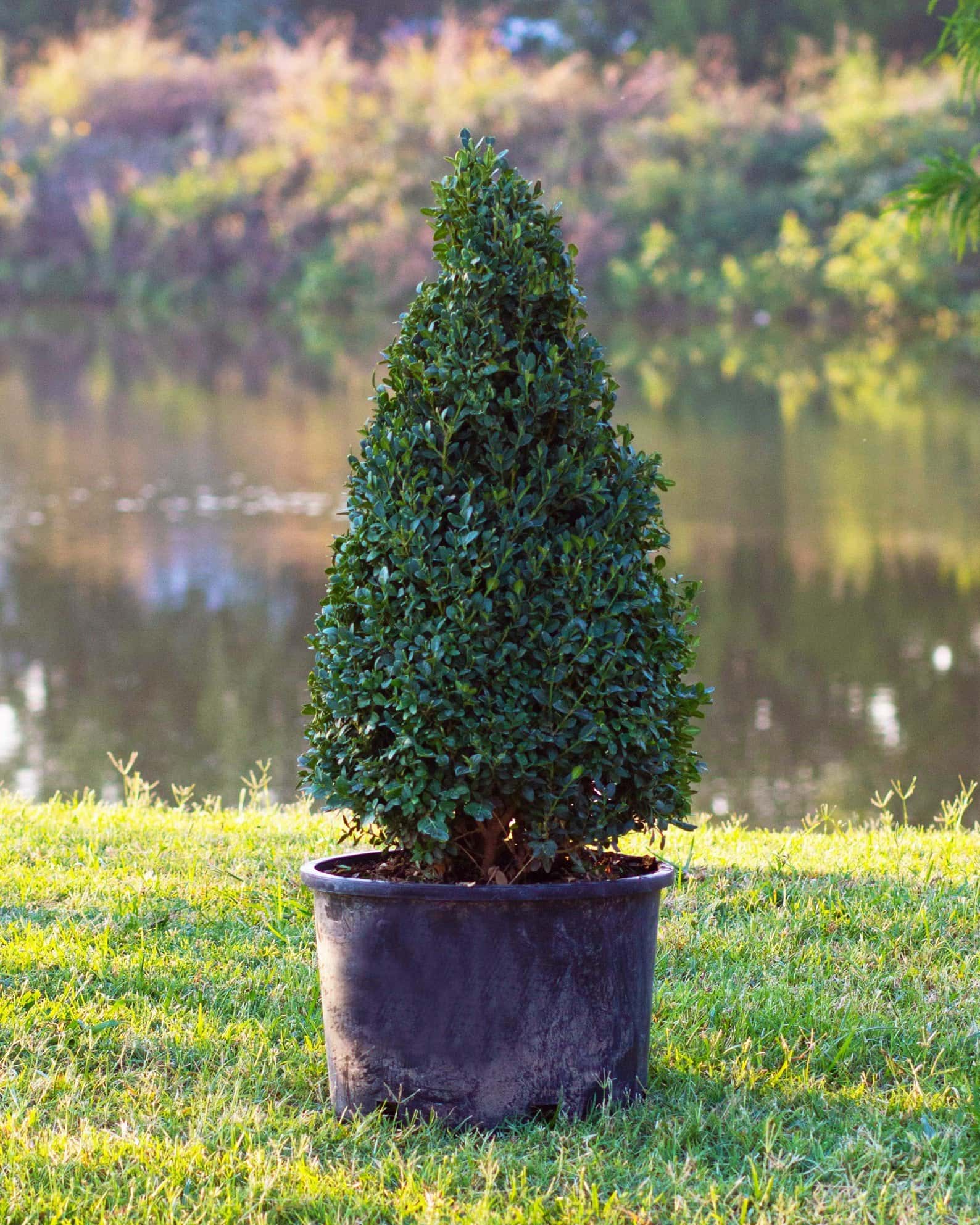 Green Mountain Boxwood Cone - Image 7