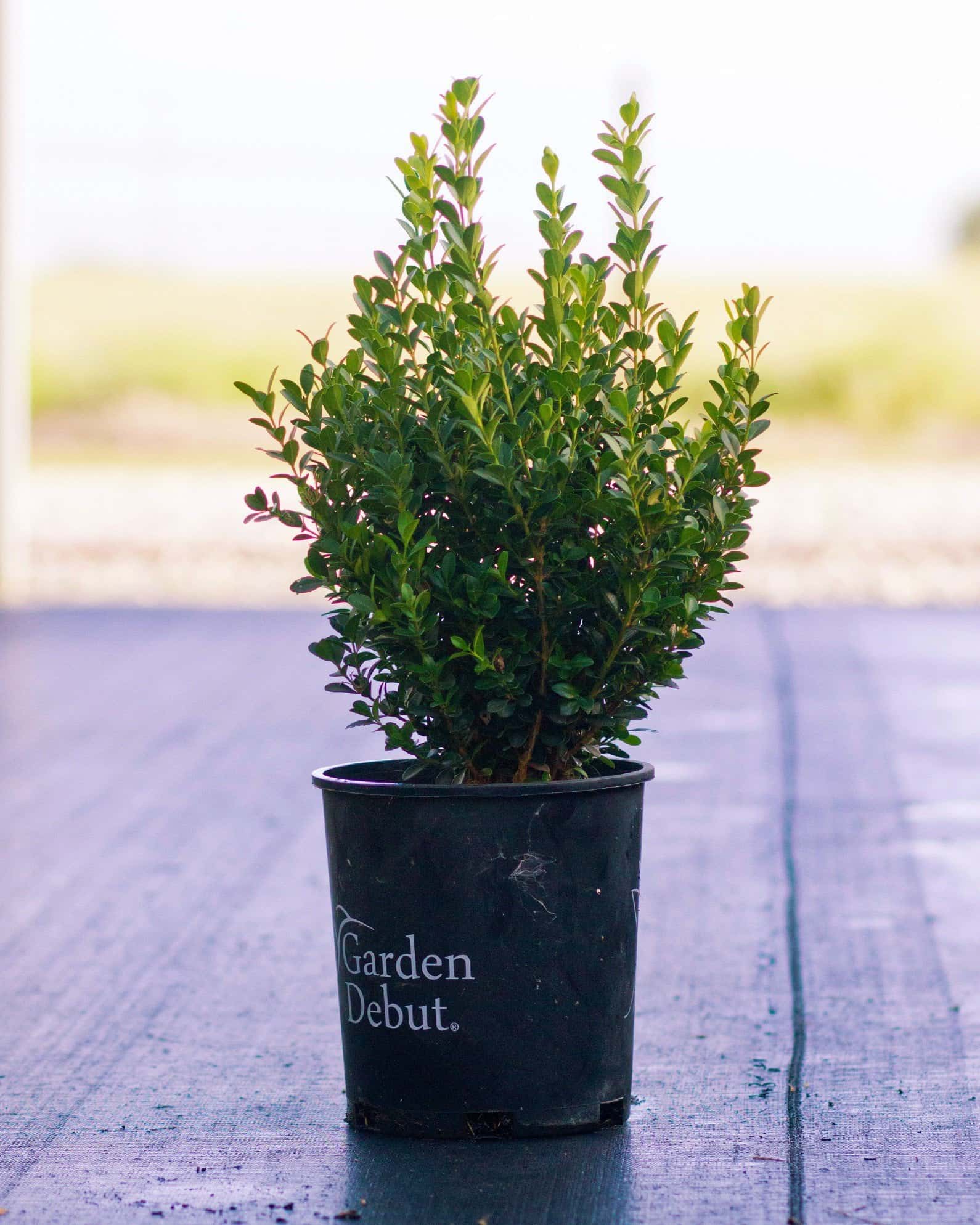 Japanese Boxwood - Image 2