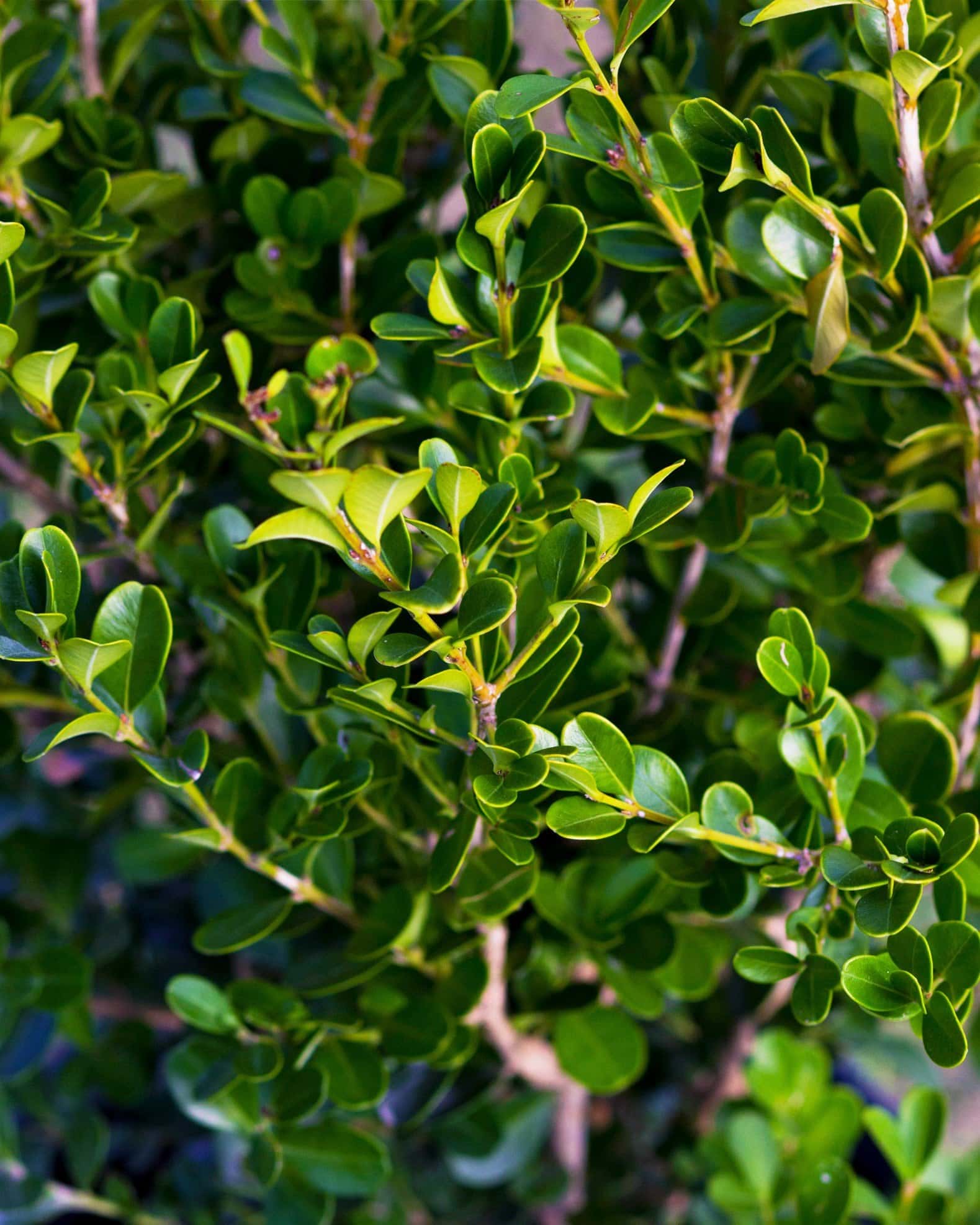 Japanese Boxwood - Image 5