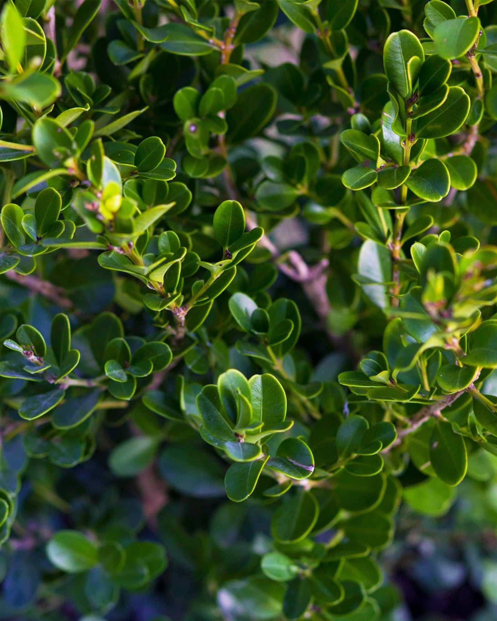 Japanese Boxwood - Image 6
