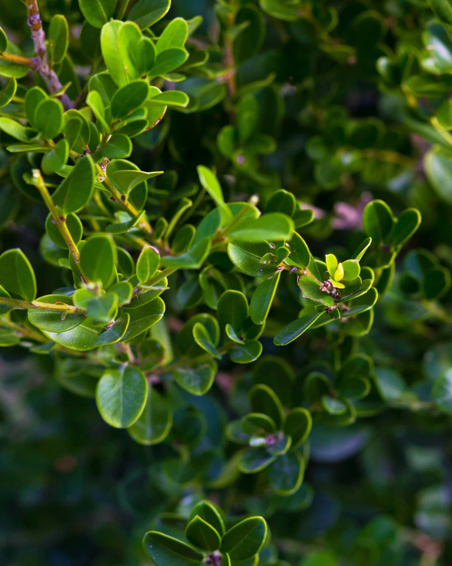 Japanese Boxwood - Image 7