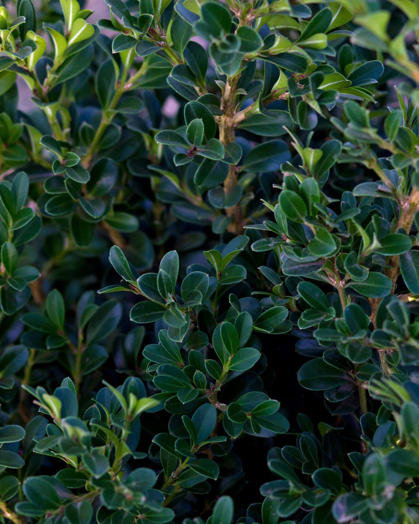 NewGen Independence Boxwood - Image 4