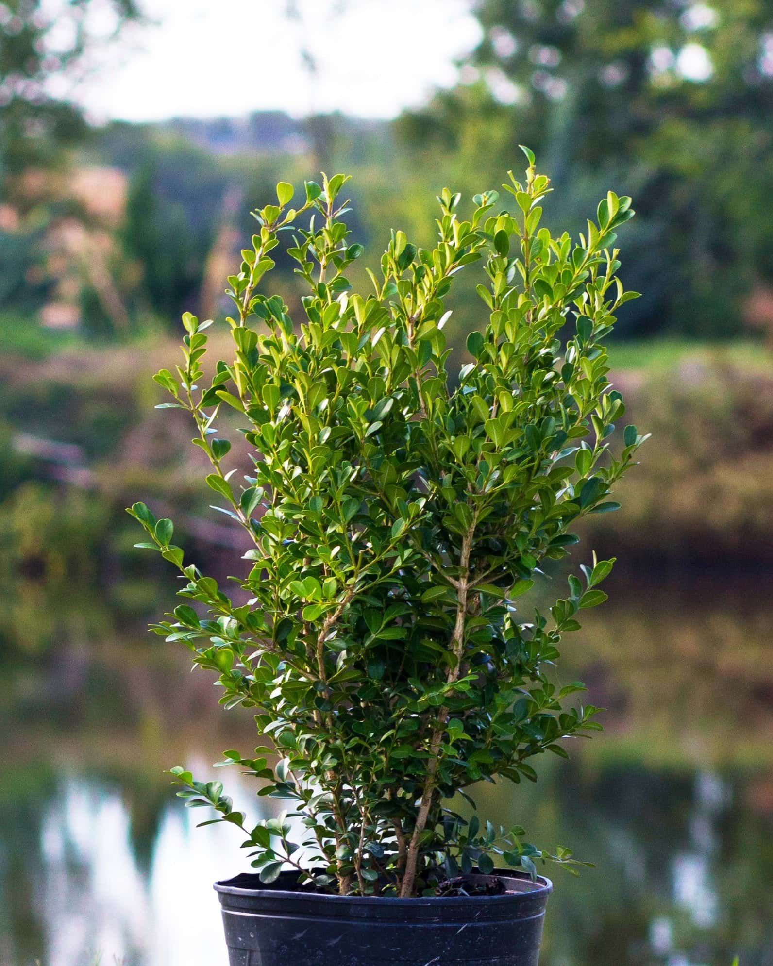 Japanese Boxwood - Main Image