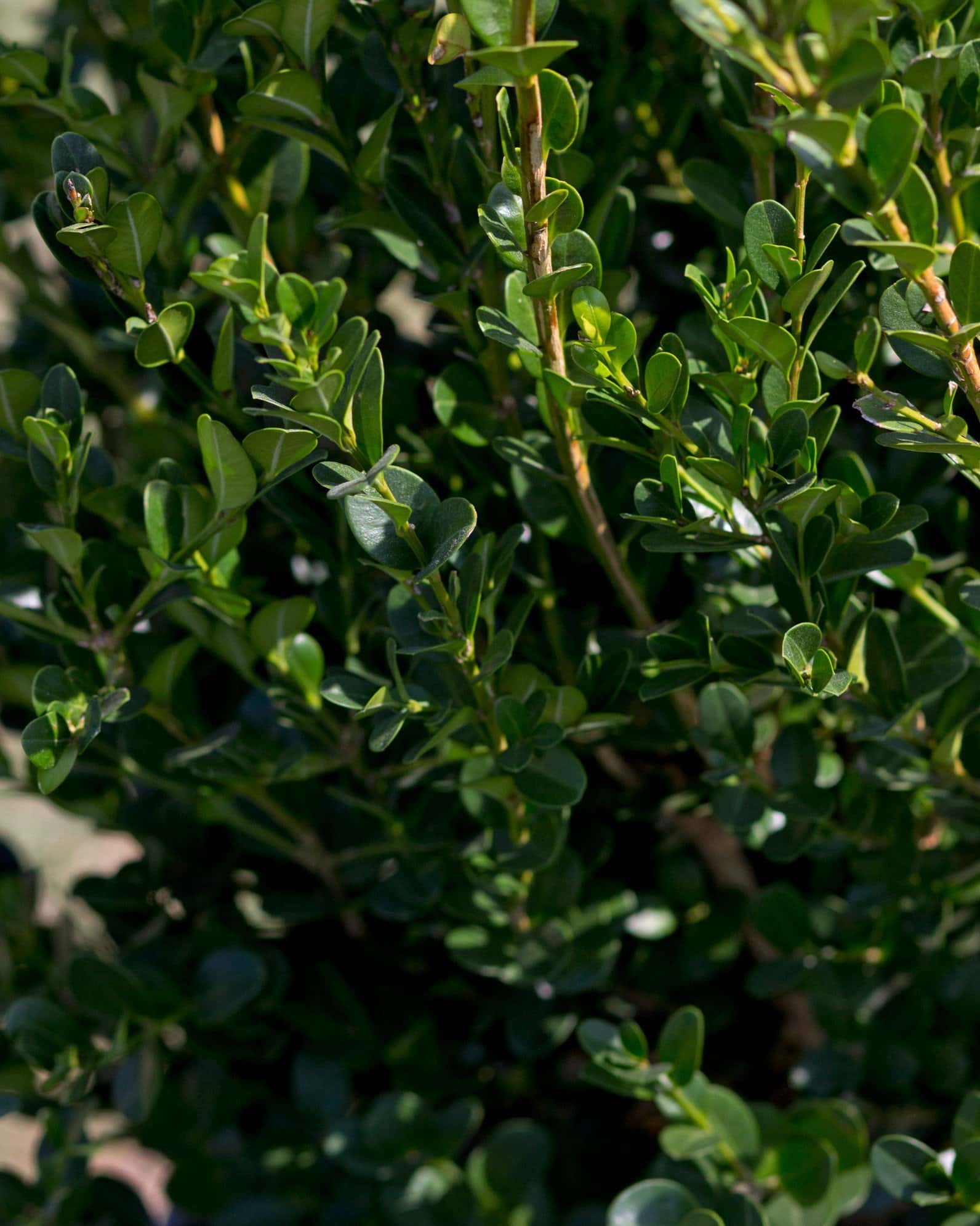 Wintergreen Boxwood - Image 2
